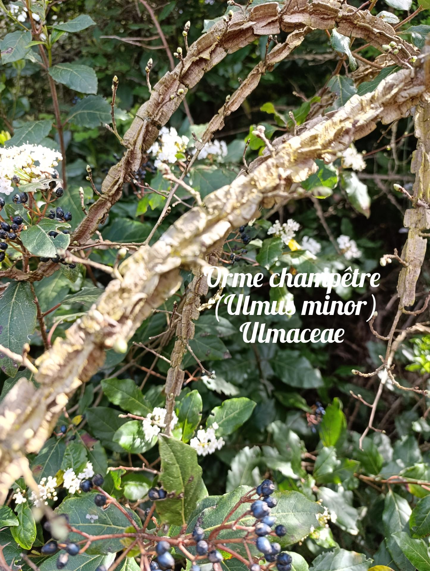 Orme champetre 02 25 03 27