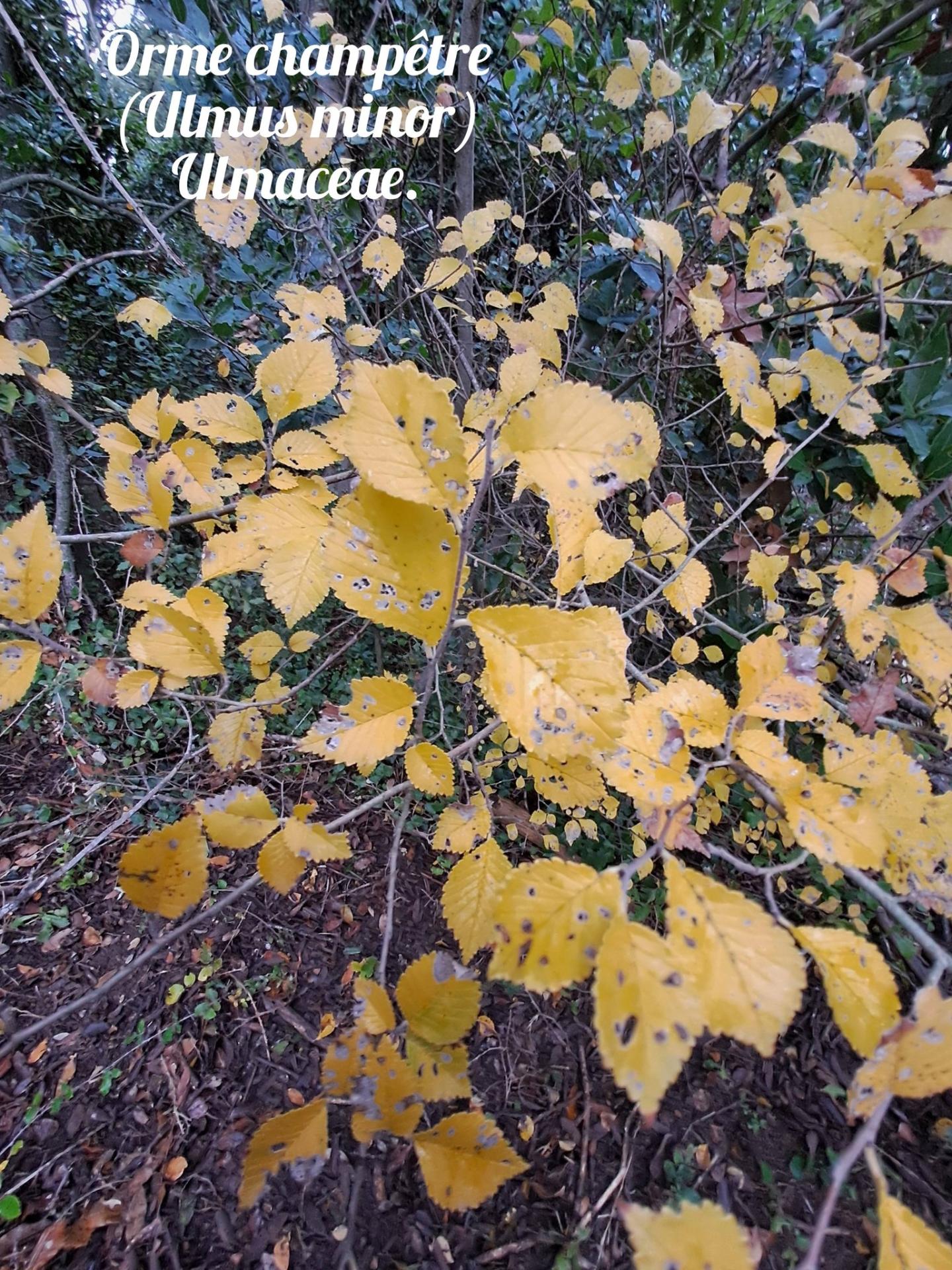 Orme champetre 04 12 25 01
