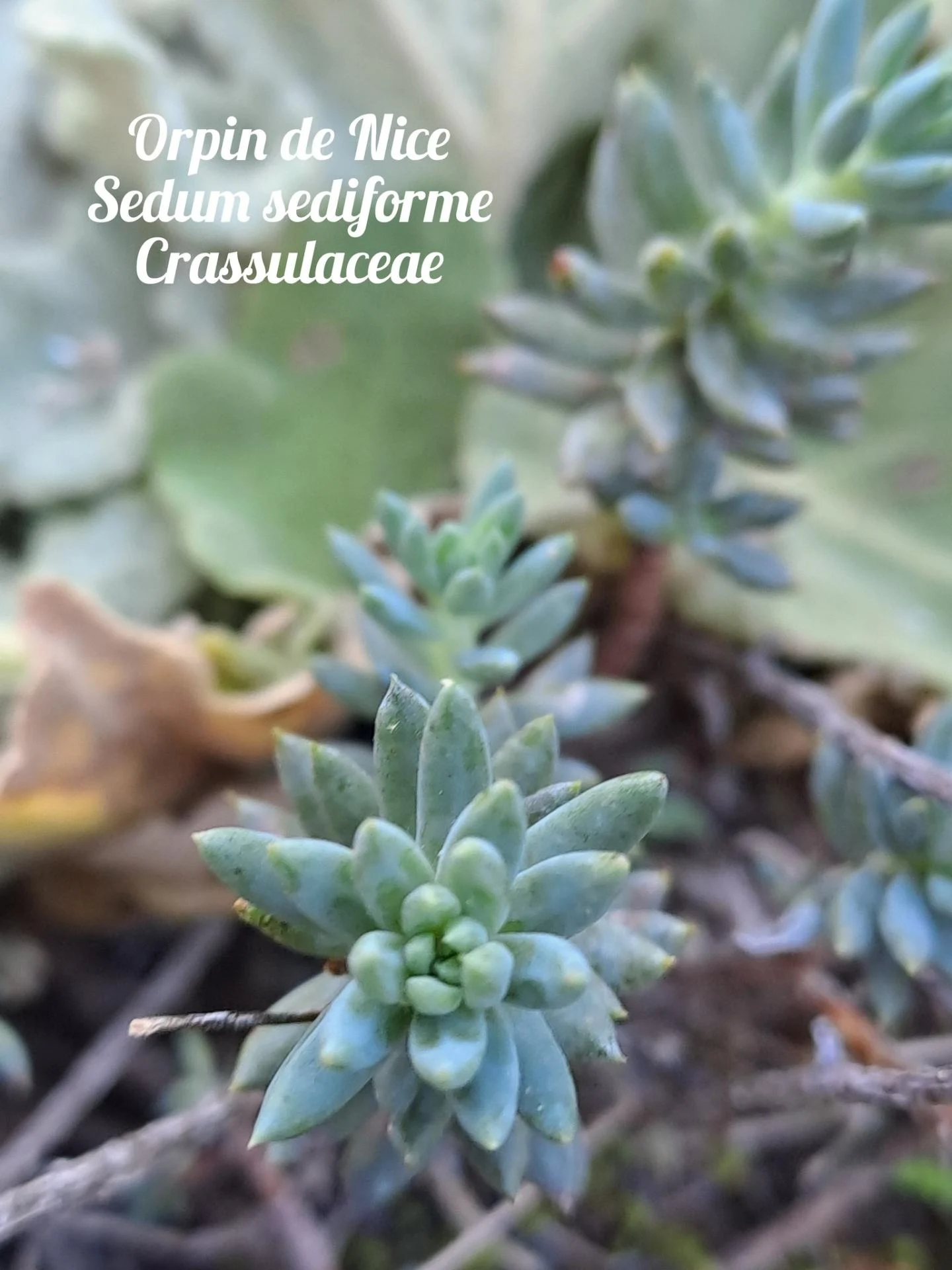 Orpin de nice 20 11 25 01