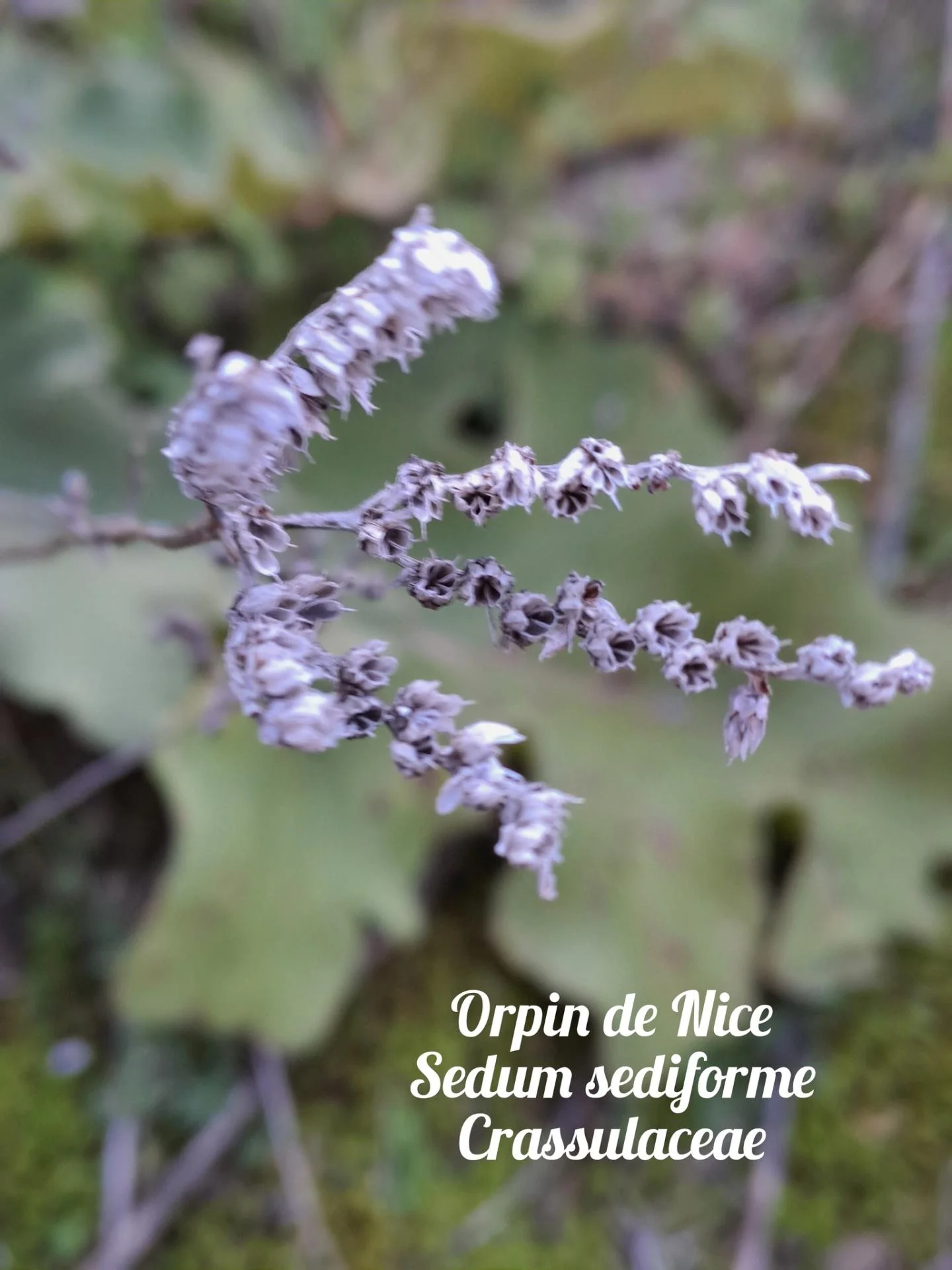 Orpin de nice 20 11 25 02