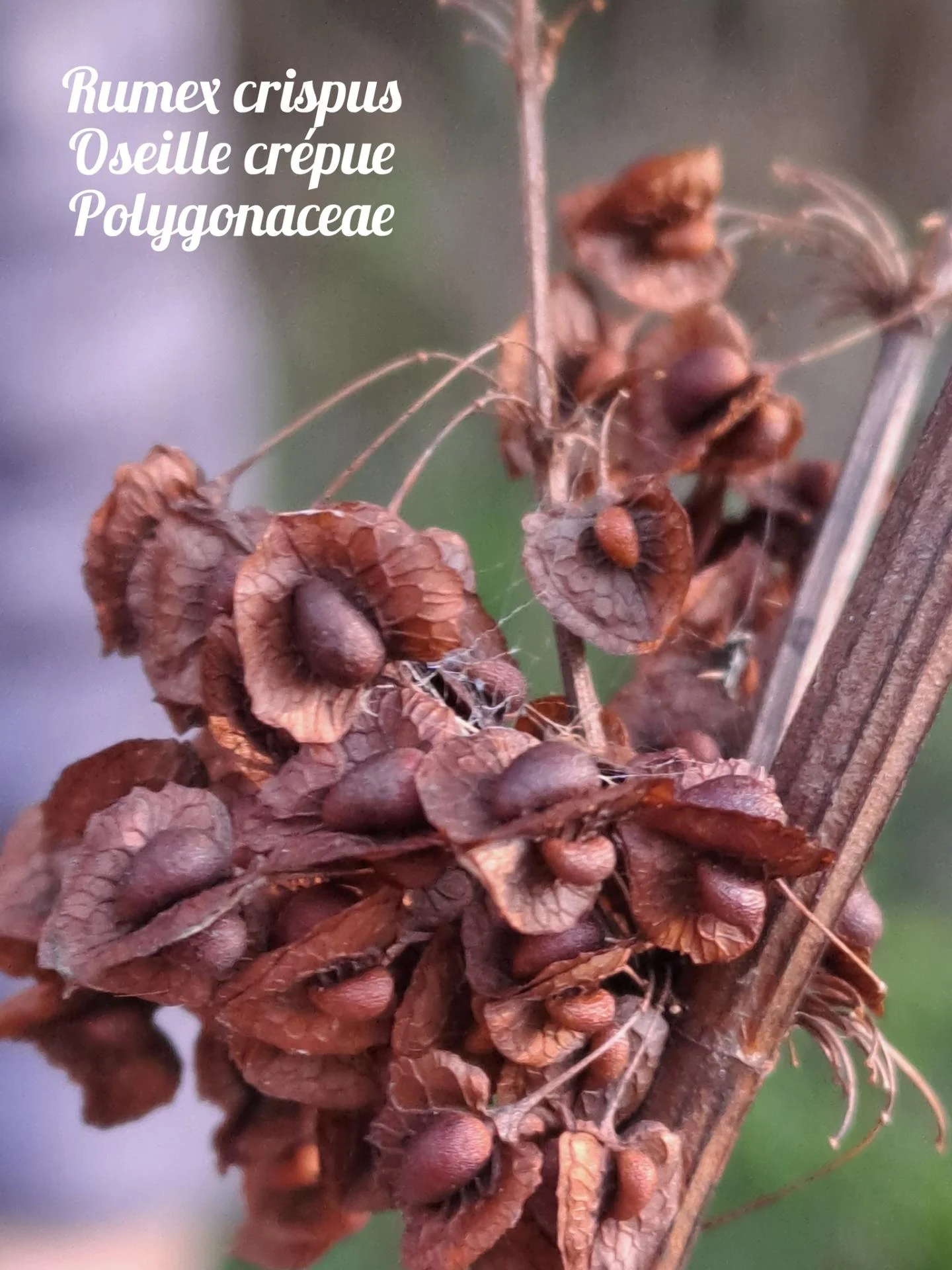 Oseille crepue 20 11 25 01