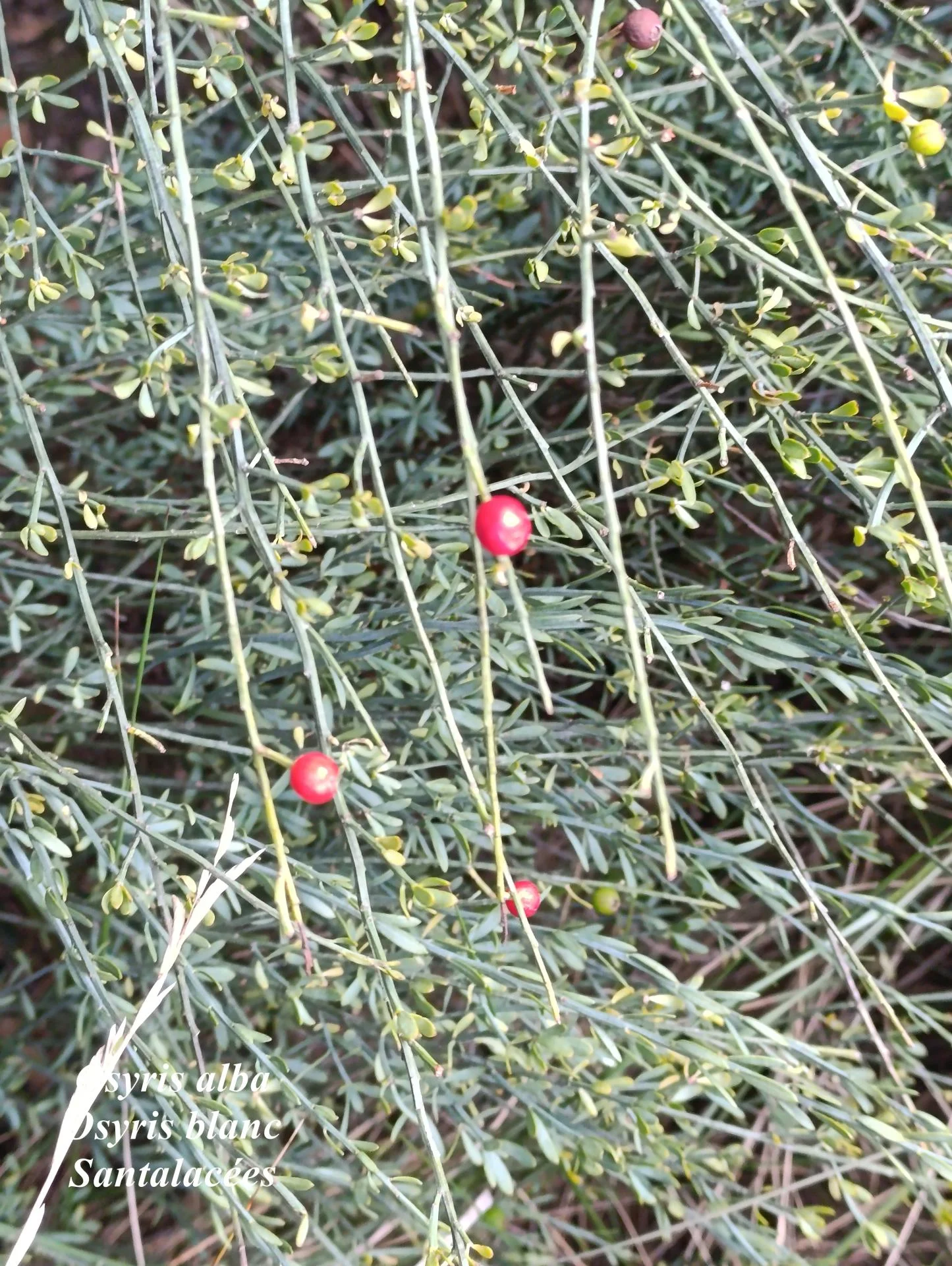 Osyris alba 01