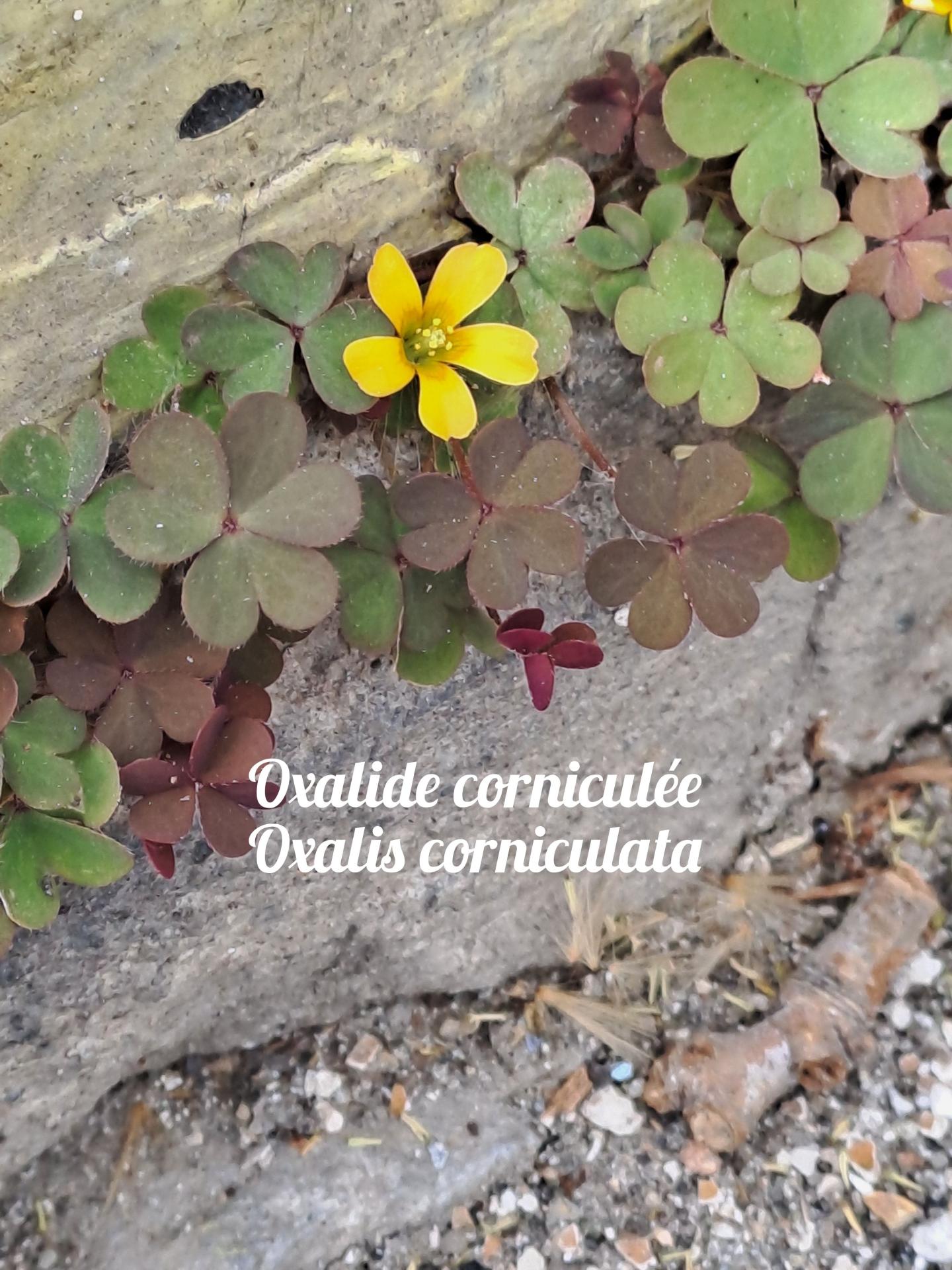 Oxalide 01 polish 20250404 183728262 1