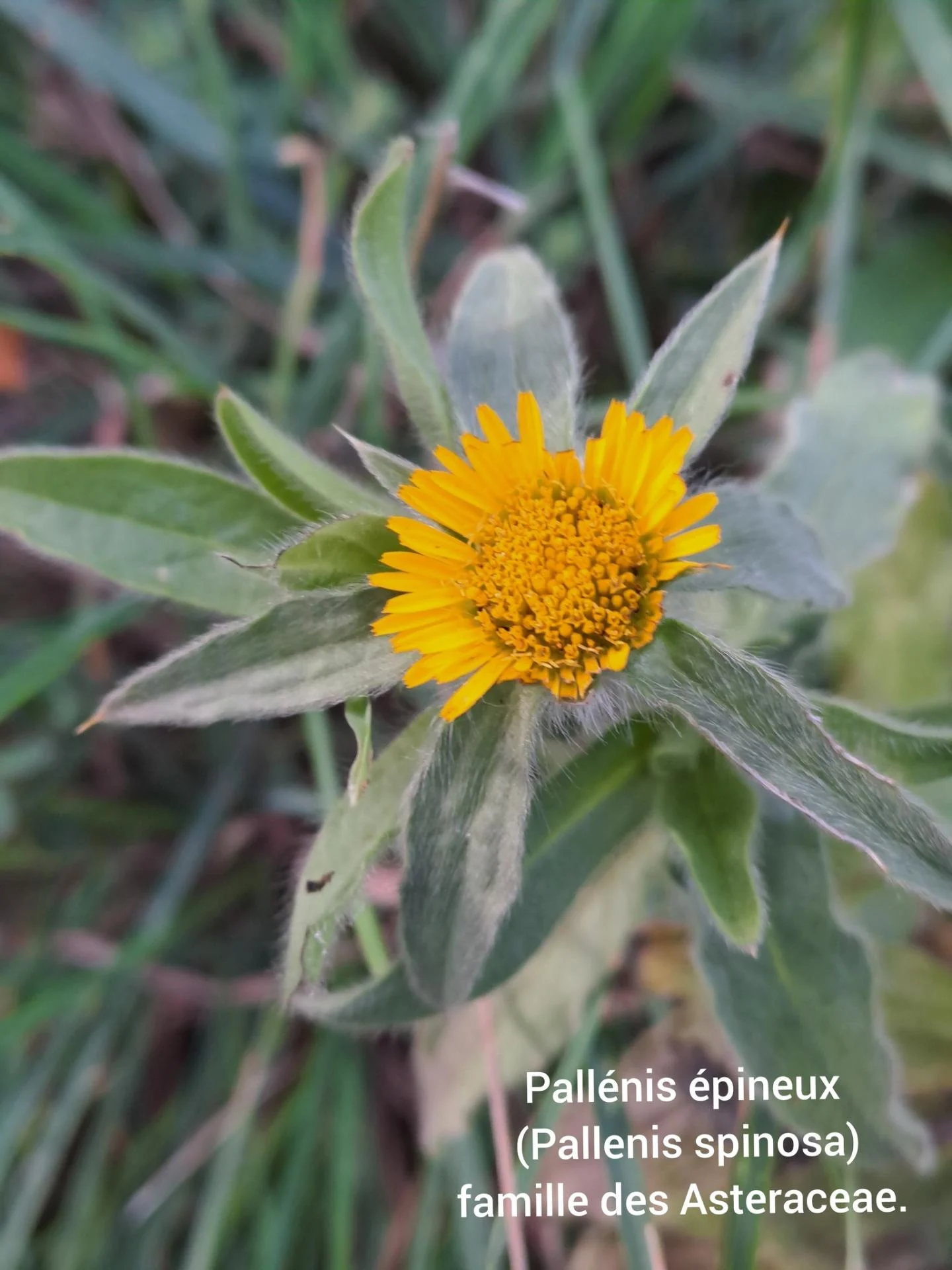 Pallenis epineux 05 11 25 01