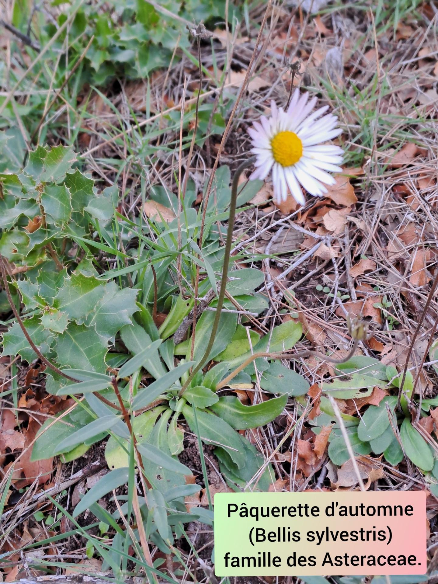 Paquerette d automne 05 11 25 01
