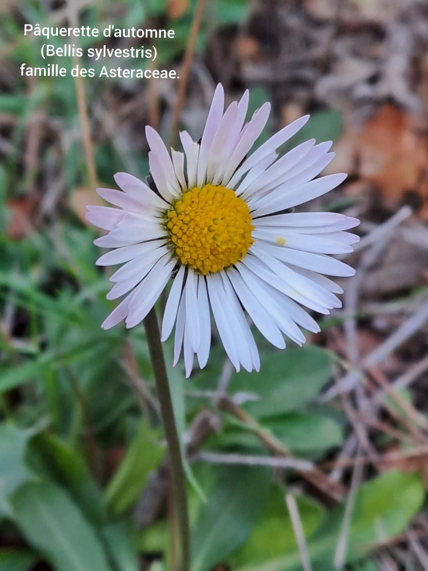 Paquerette d automne 05 11 25 02