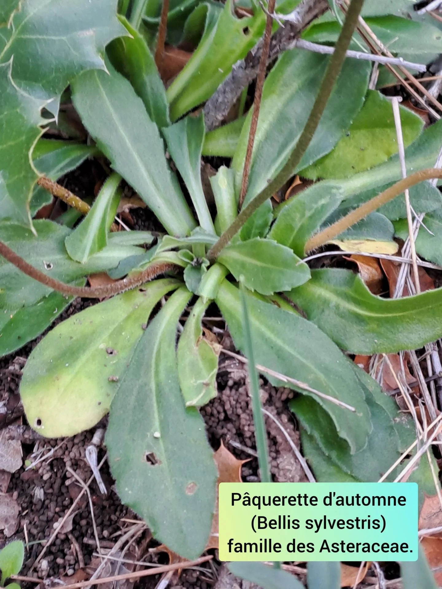 Paquerette d automne 05 11 25 03