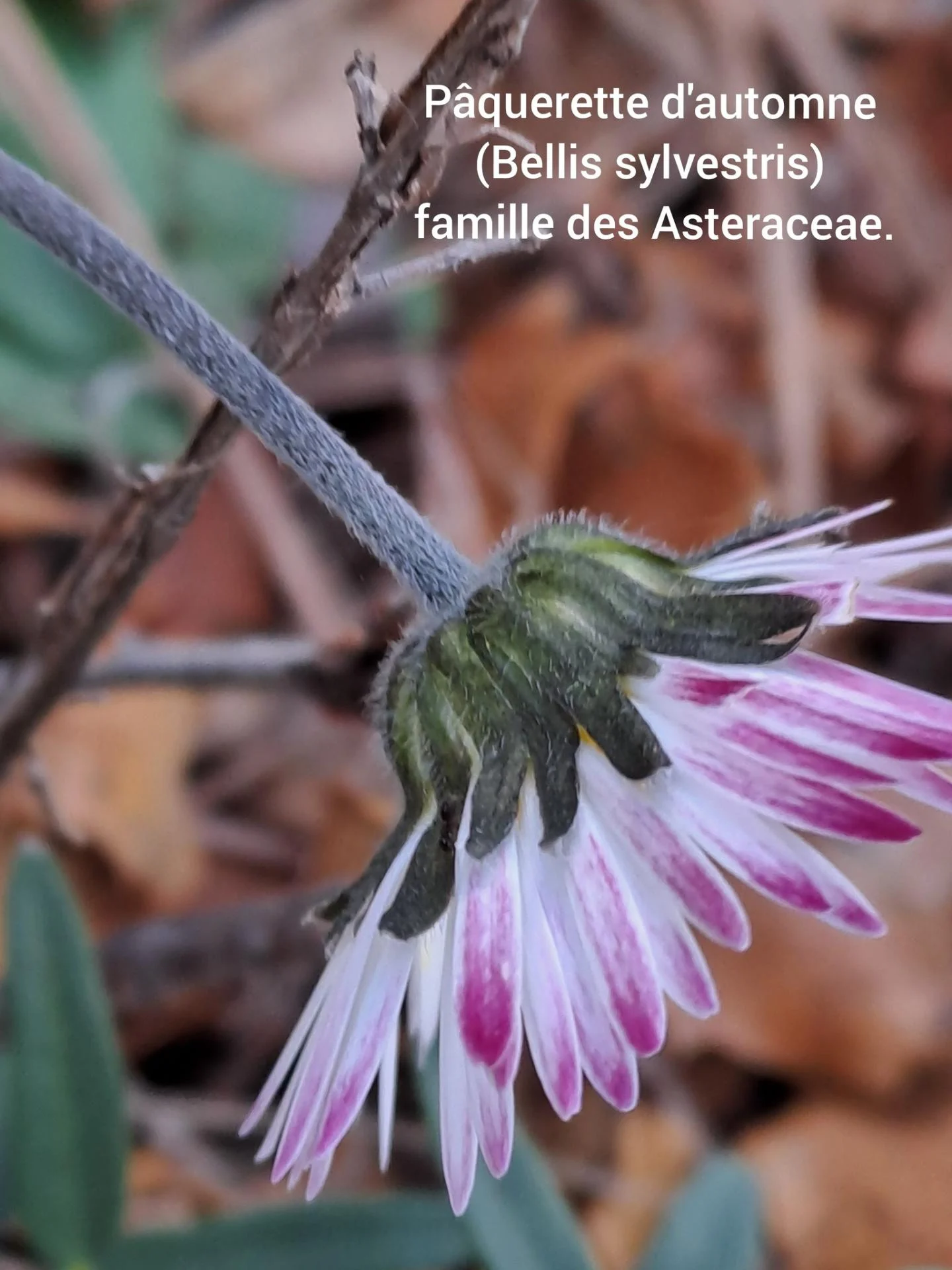 Paquerette d automne 05 11 25 04