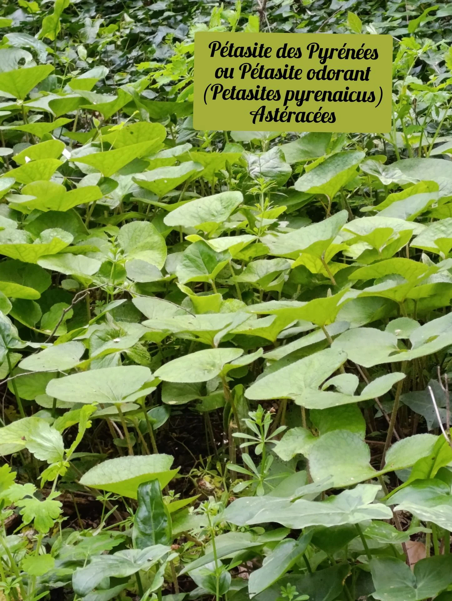 Petasite odorant 01 25 03 26