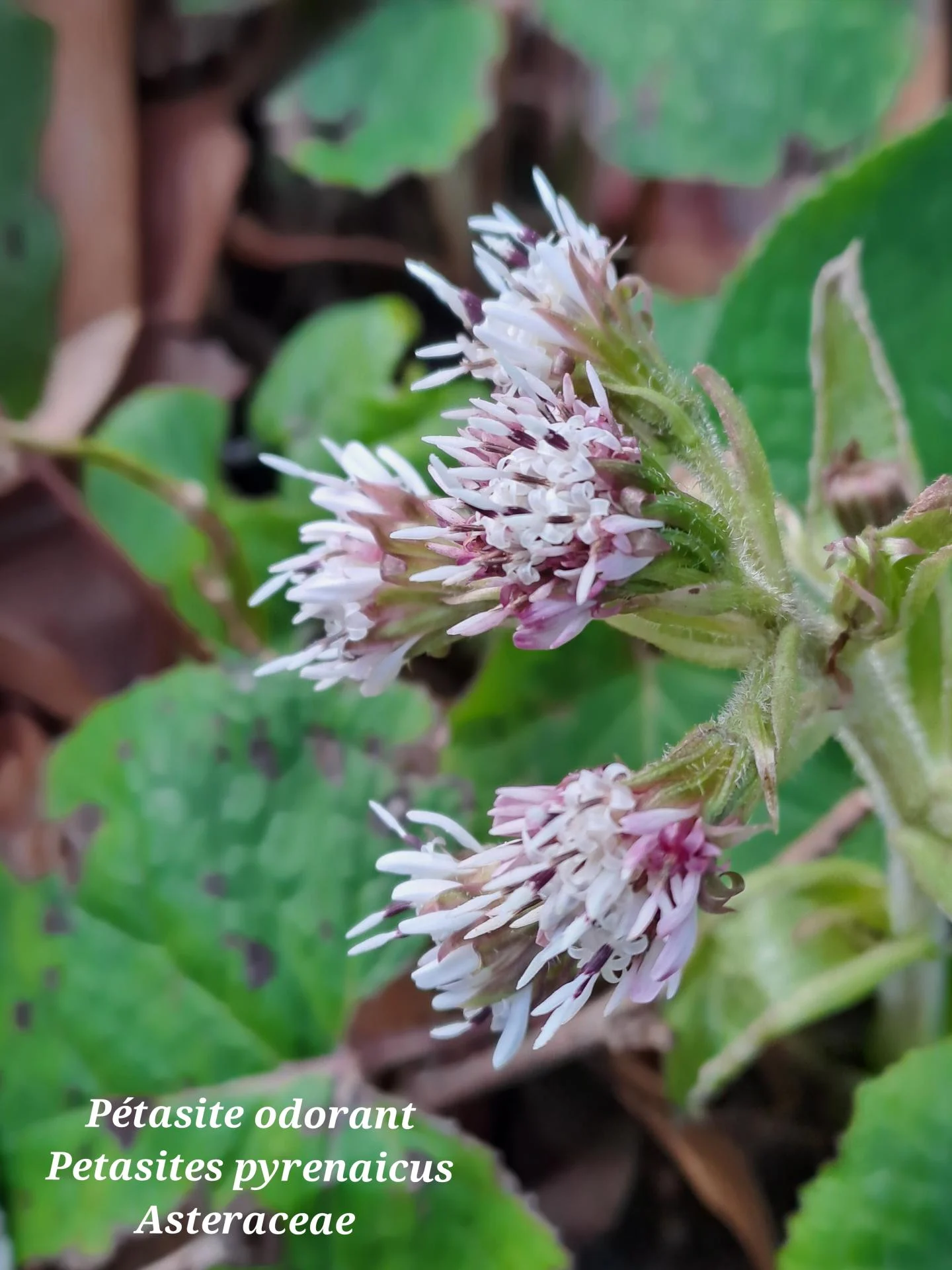 Petasite odorant 01 28 01 26