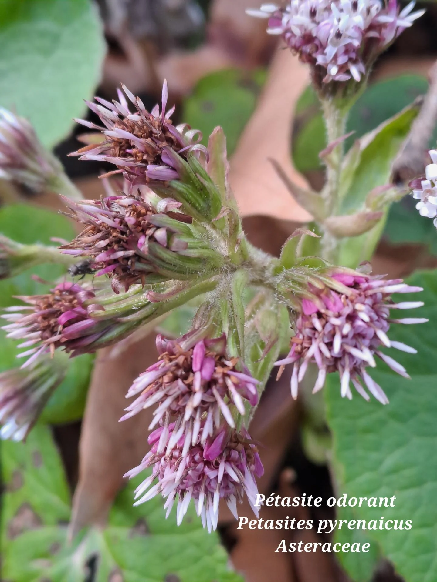 Petasite odorant 03 28 01 26