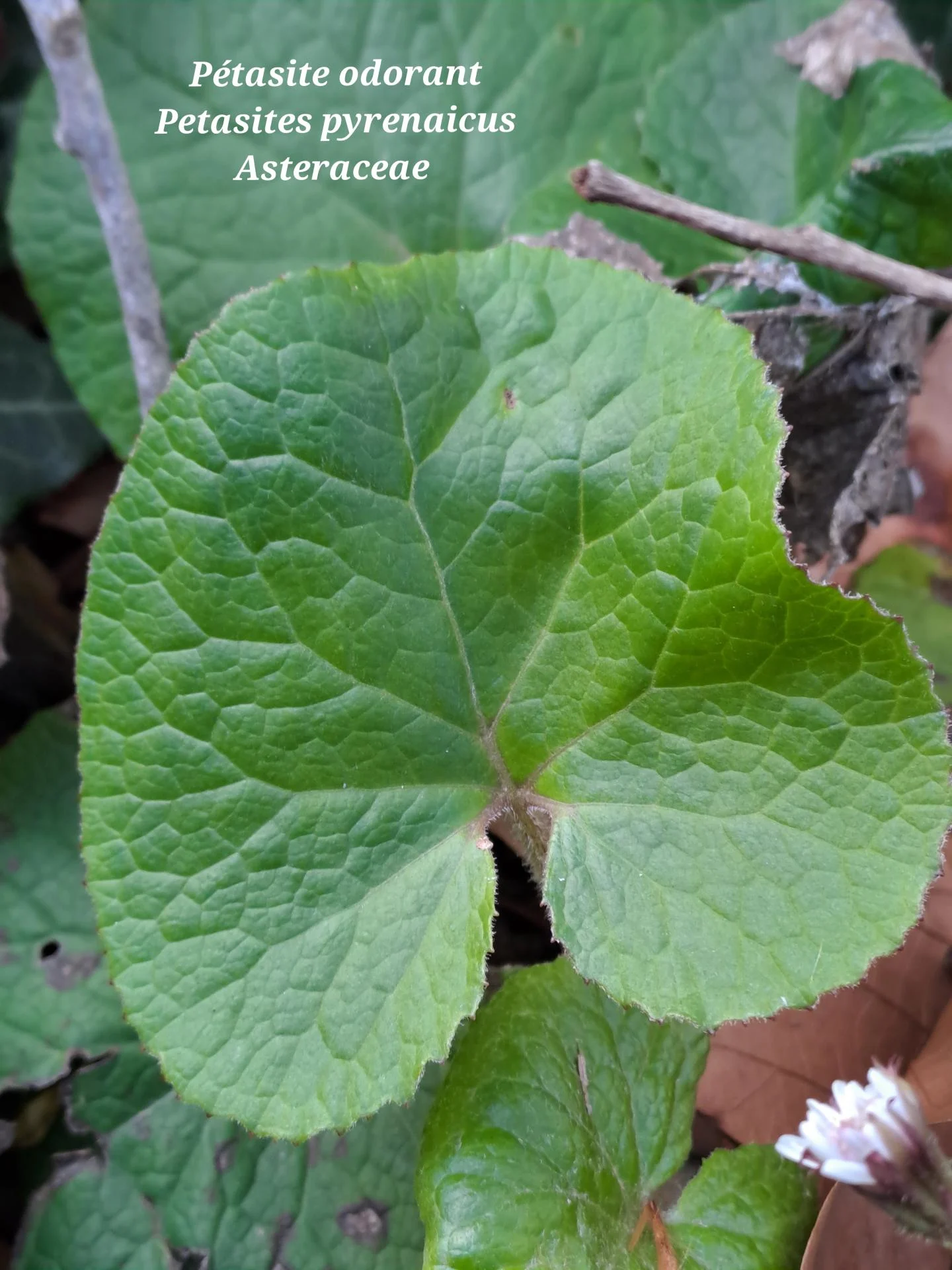 Petasite odorant 04 28 01 26