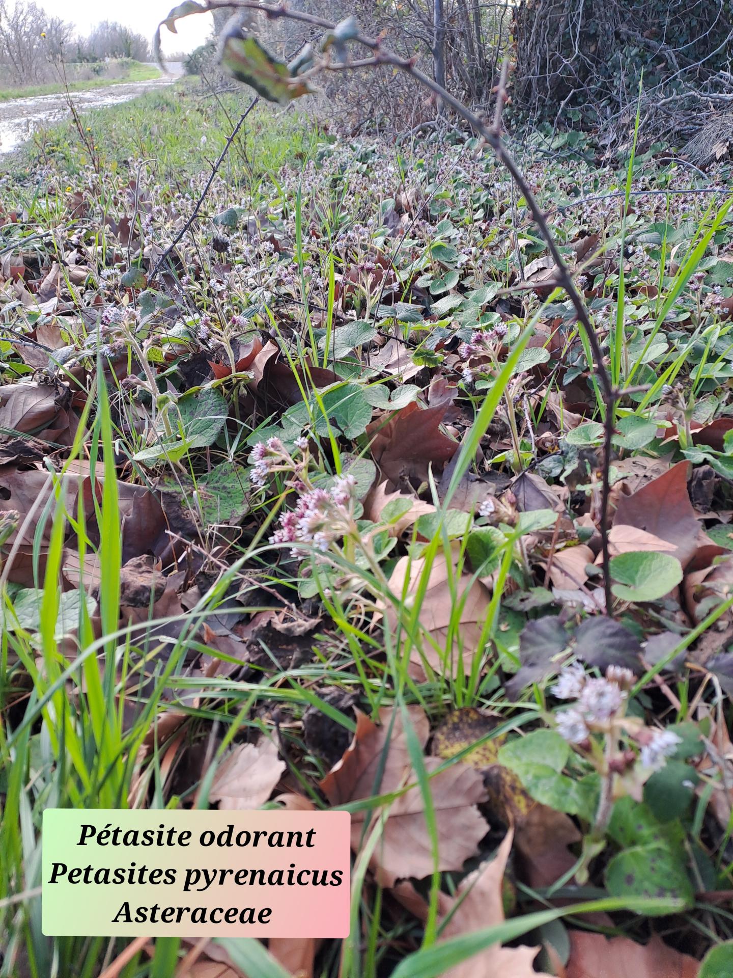 Petasite odorant 05 28 01 26