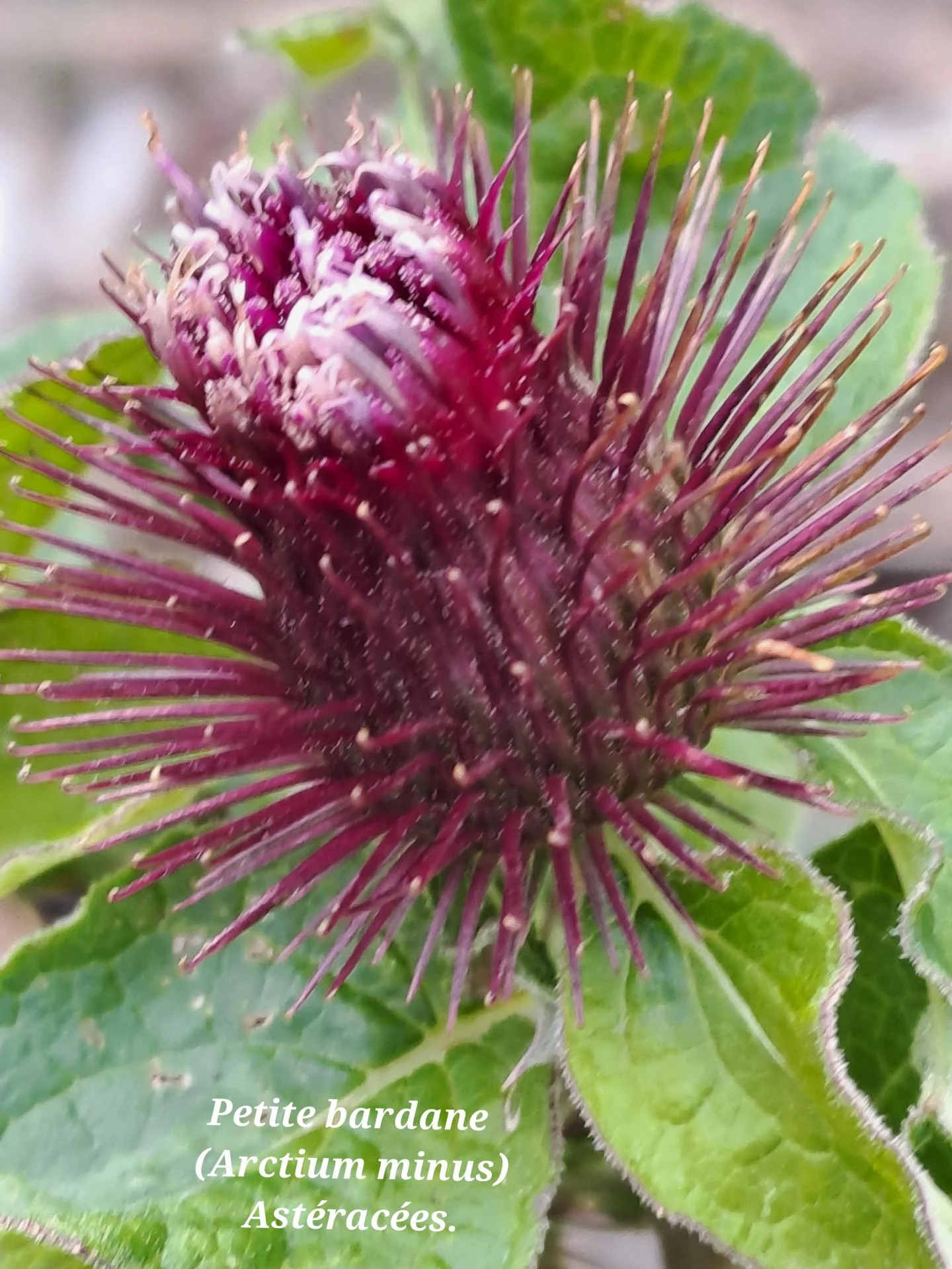 Petite bardane 01 14 01 26