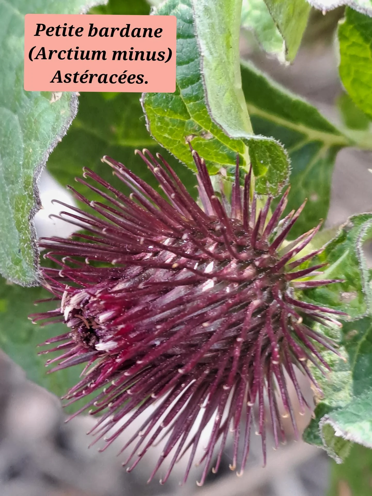 Petite bardane 02 14 01 26
