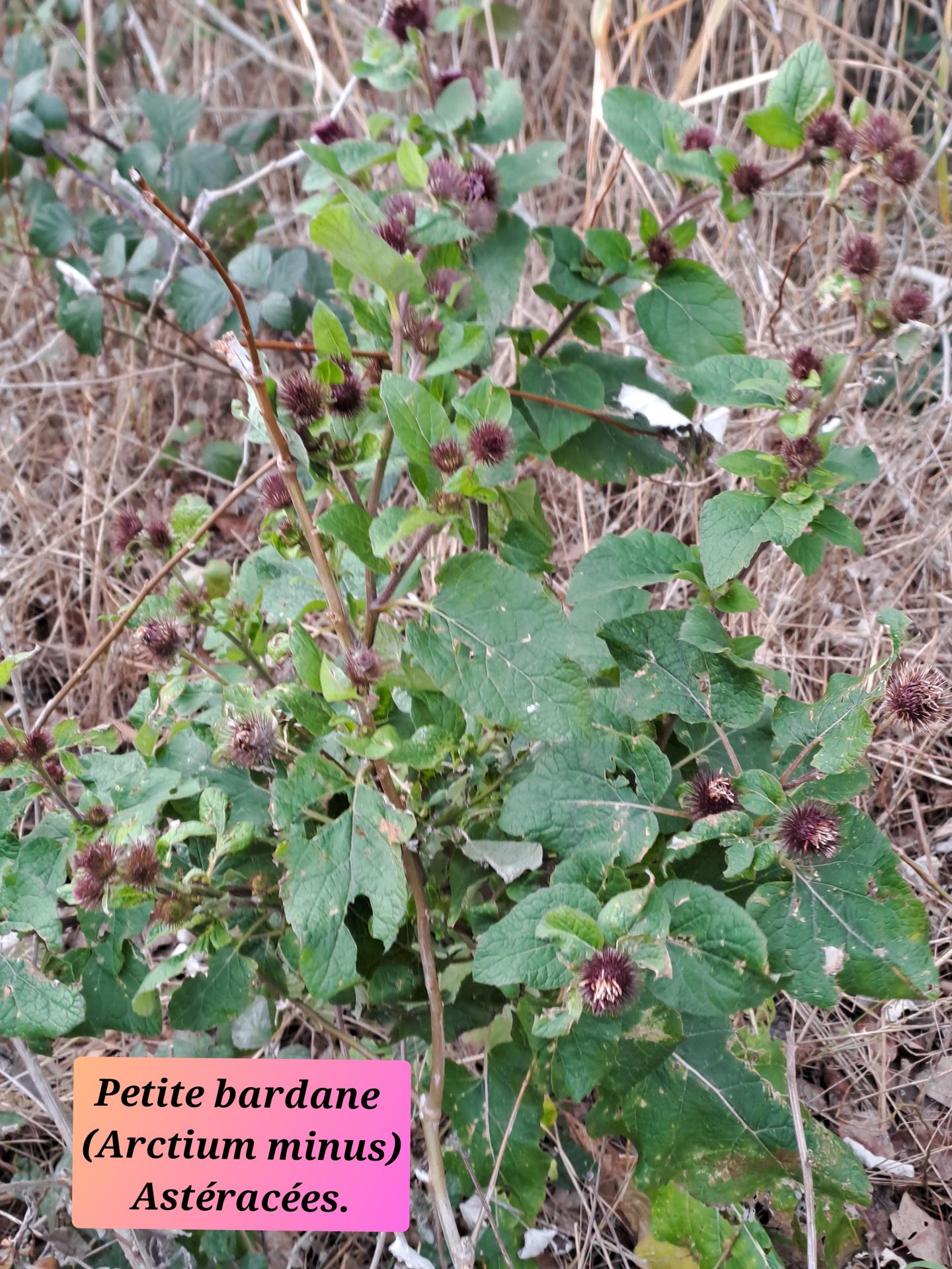 Petite bardane 03 14 01 26