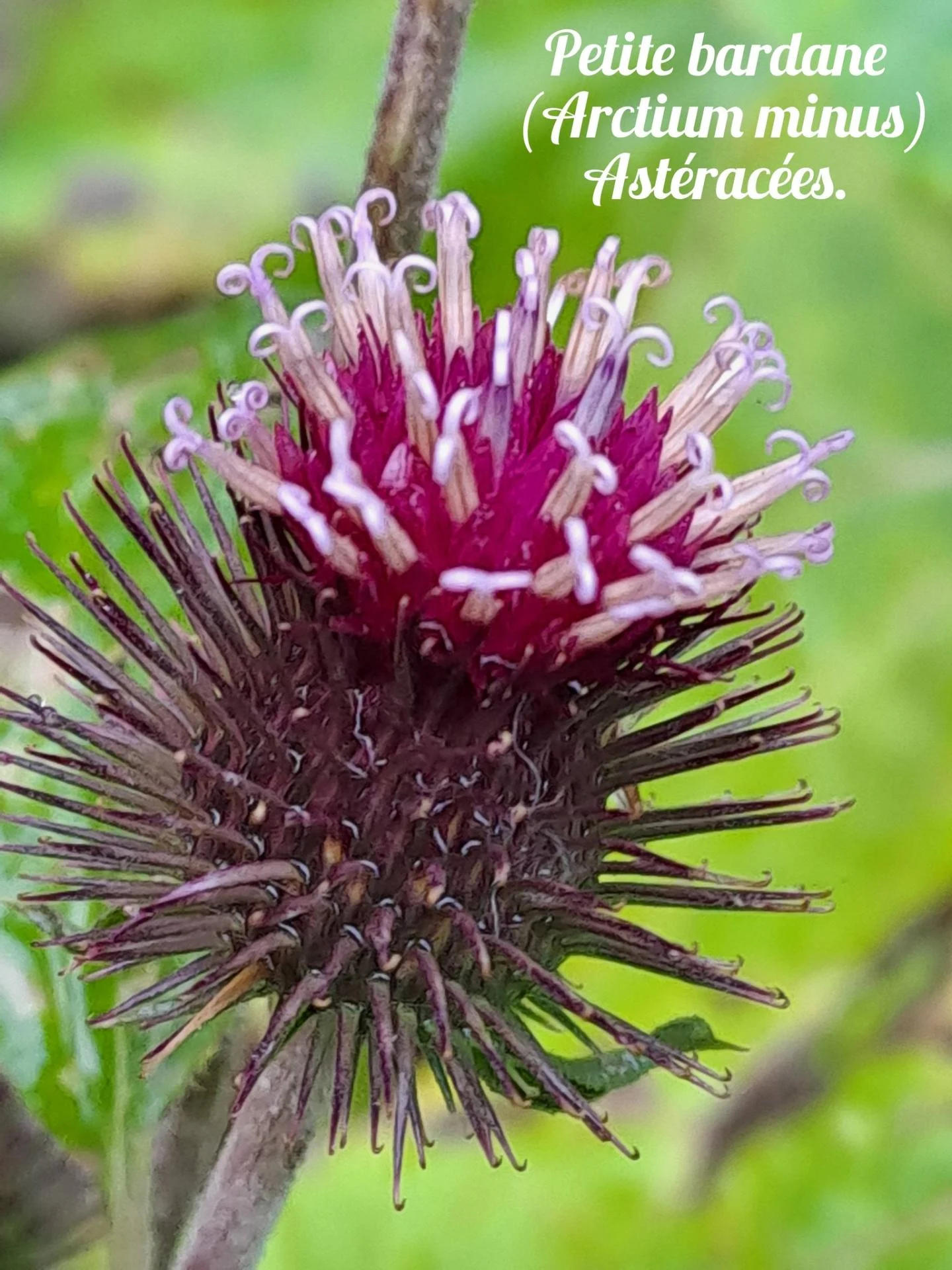 Petite bardane 04 12 25 01