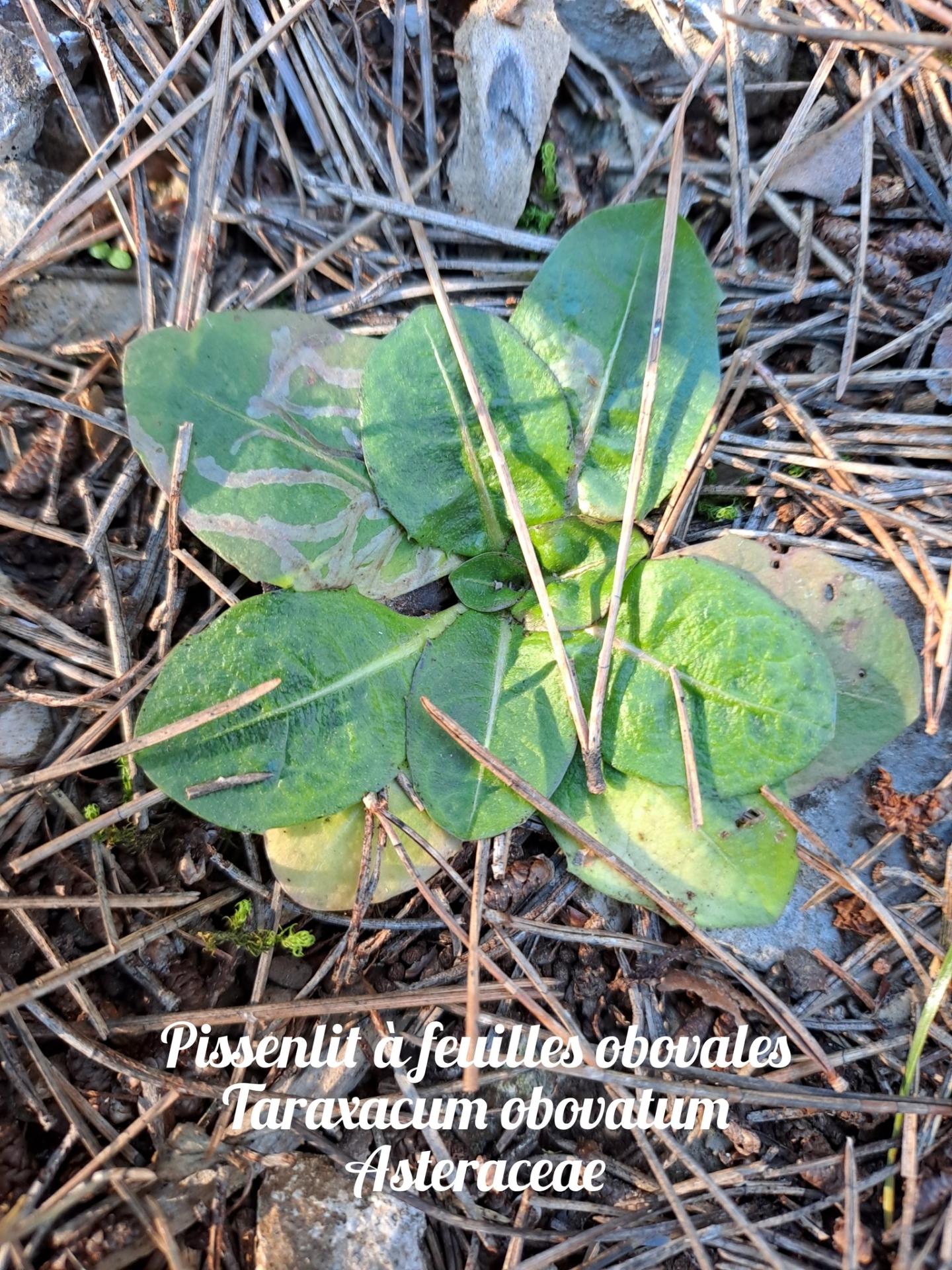 Pissenlit a feuilles obovales 20 11 25 01