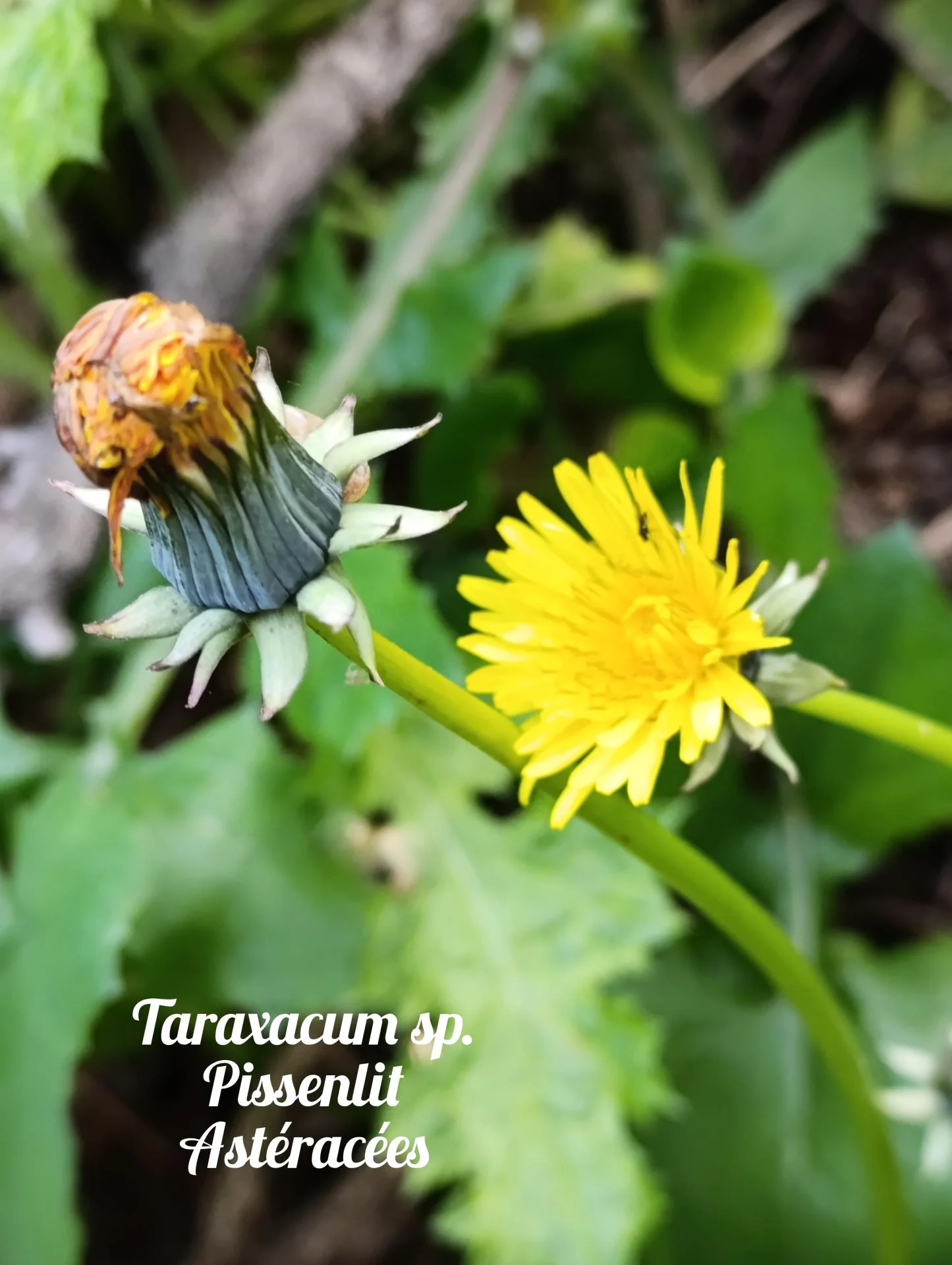 Pissenlit sp 01 25 03 27