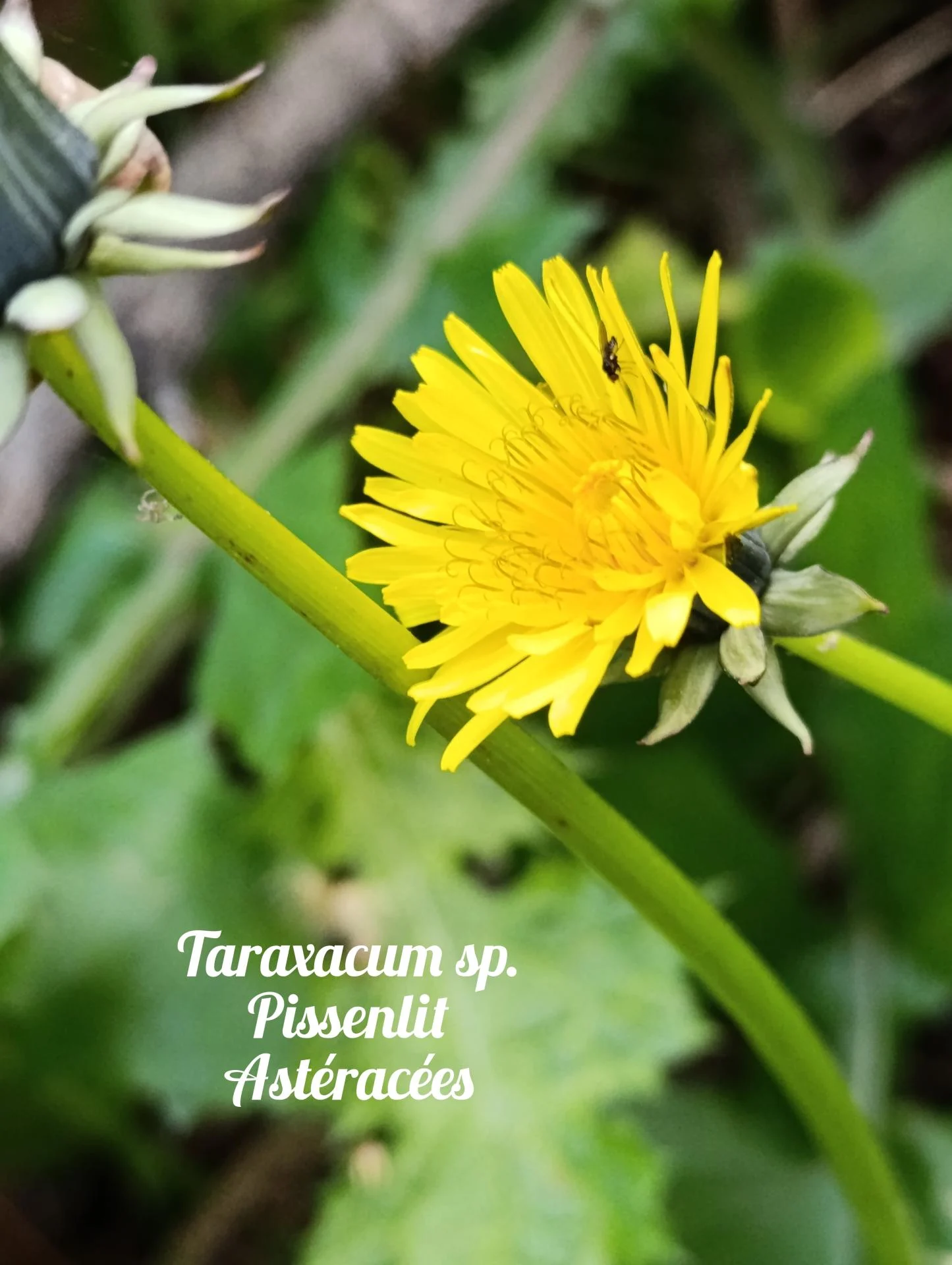 Pissenlit sp 02 25 03 26