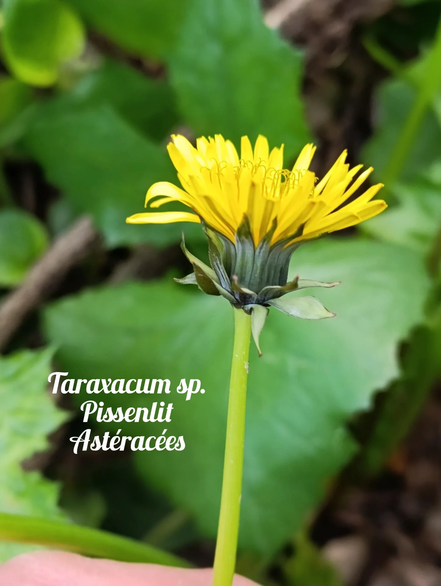 Pissenlit sp 03 25 03 26