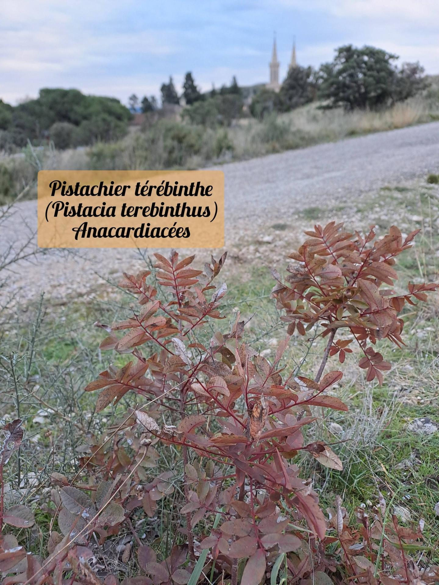 Pistachier terebinthe 01 10 12 25