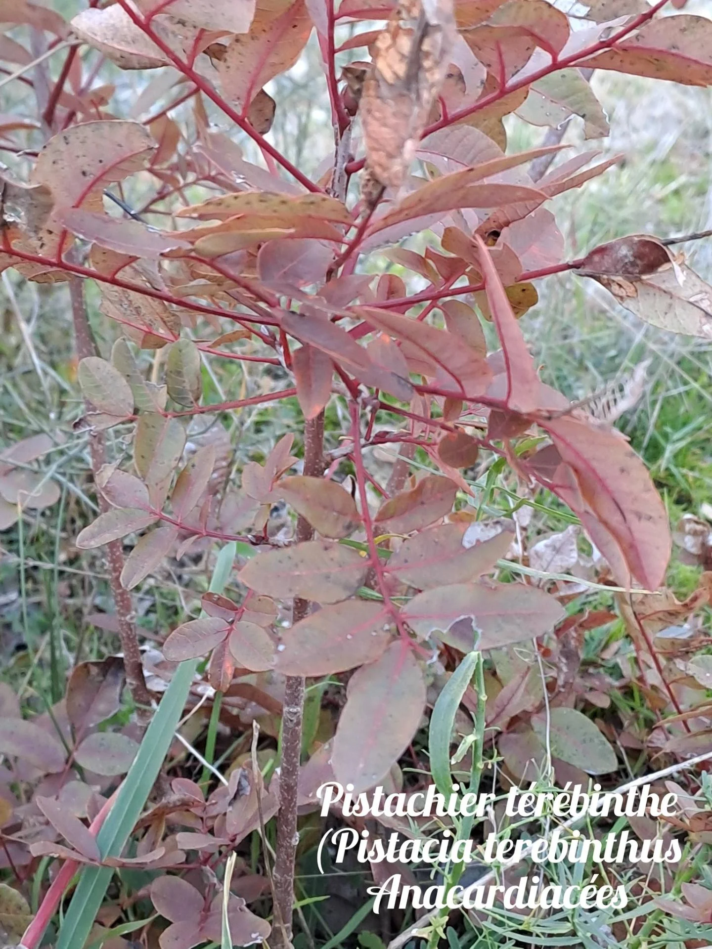 Pistachier terebinthe 02 10 12 25