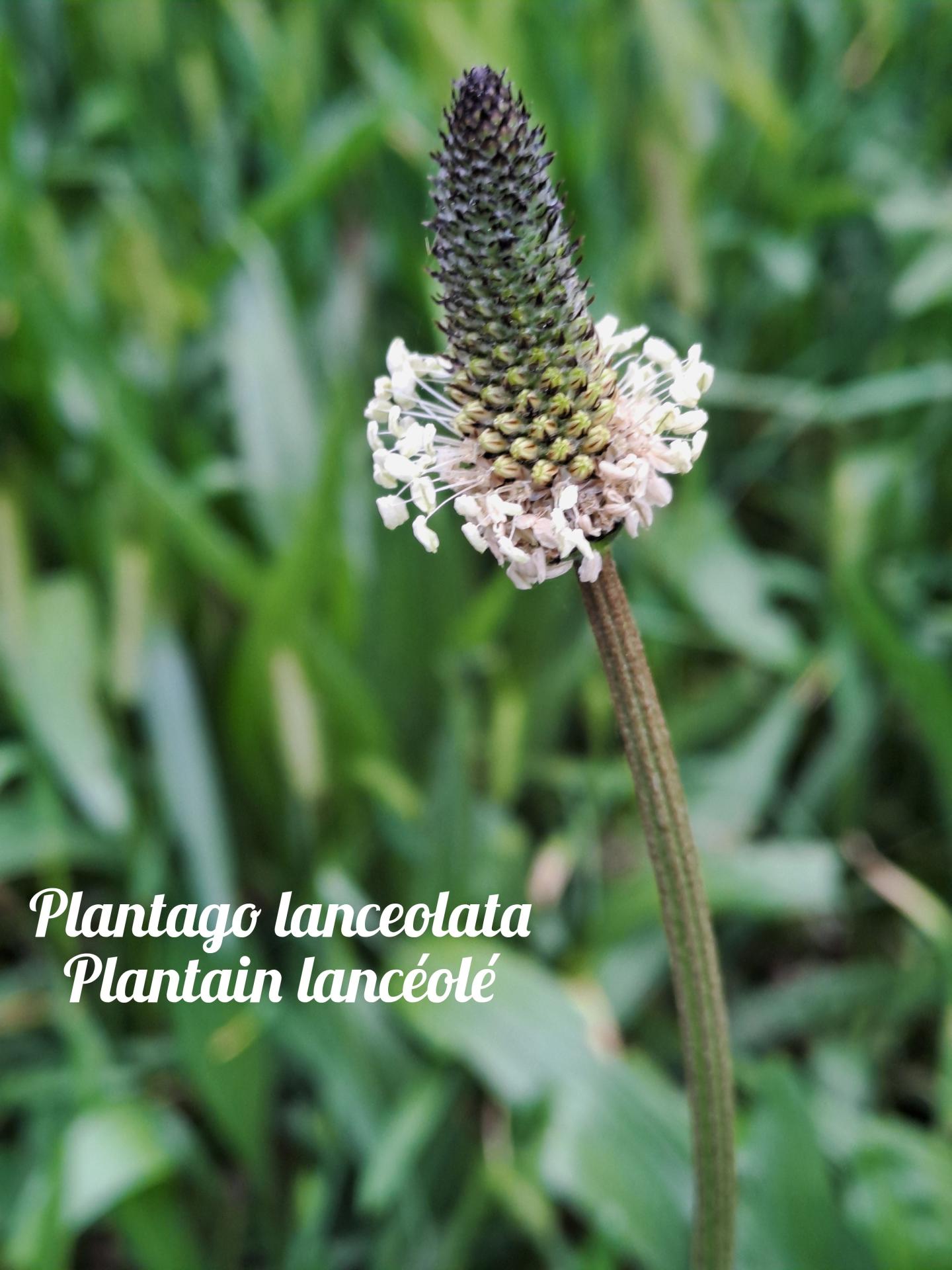 Plantain 01 polish 20250404 174613132