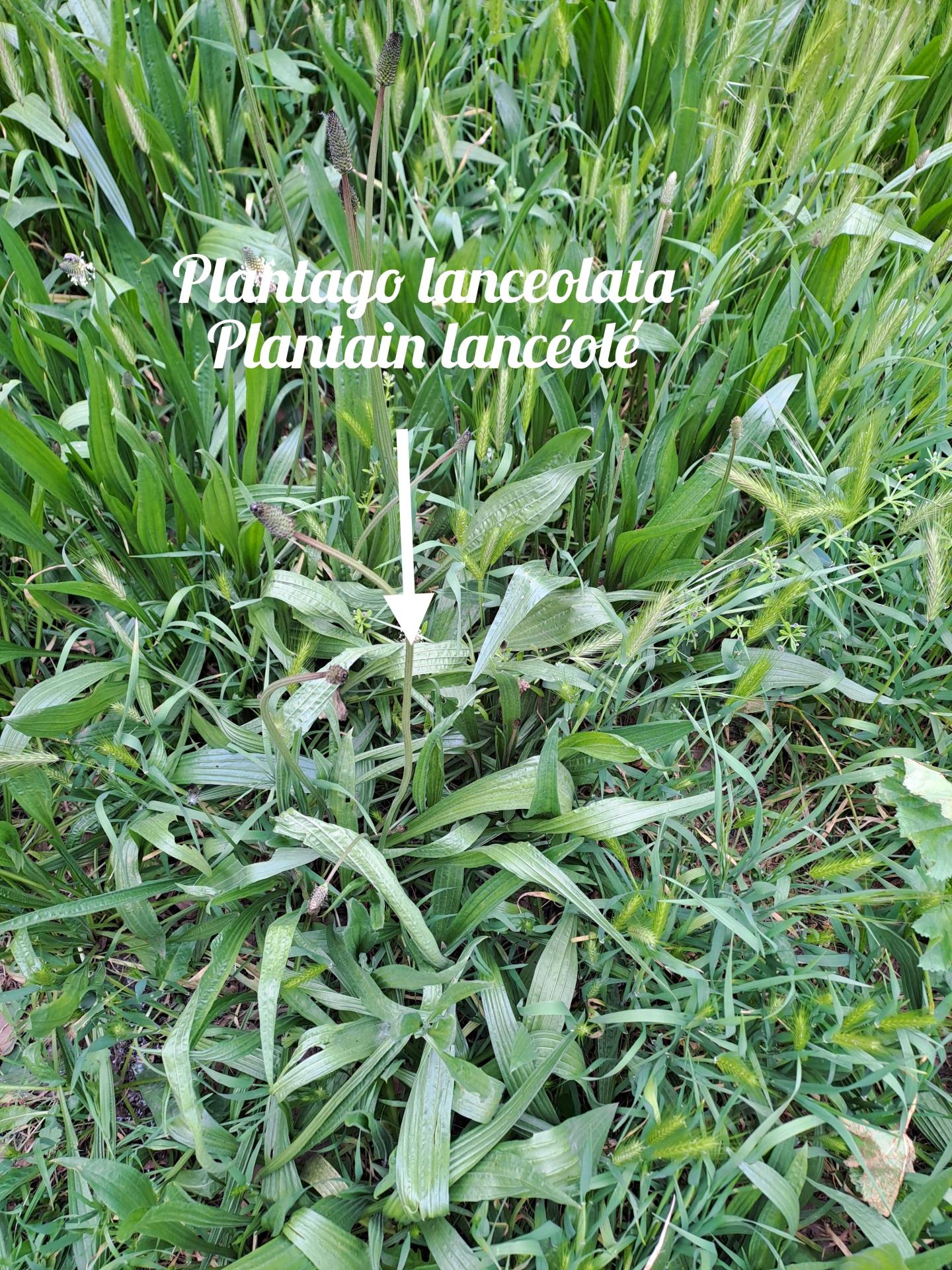 Plantain 02 polish 20250405 081027630