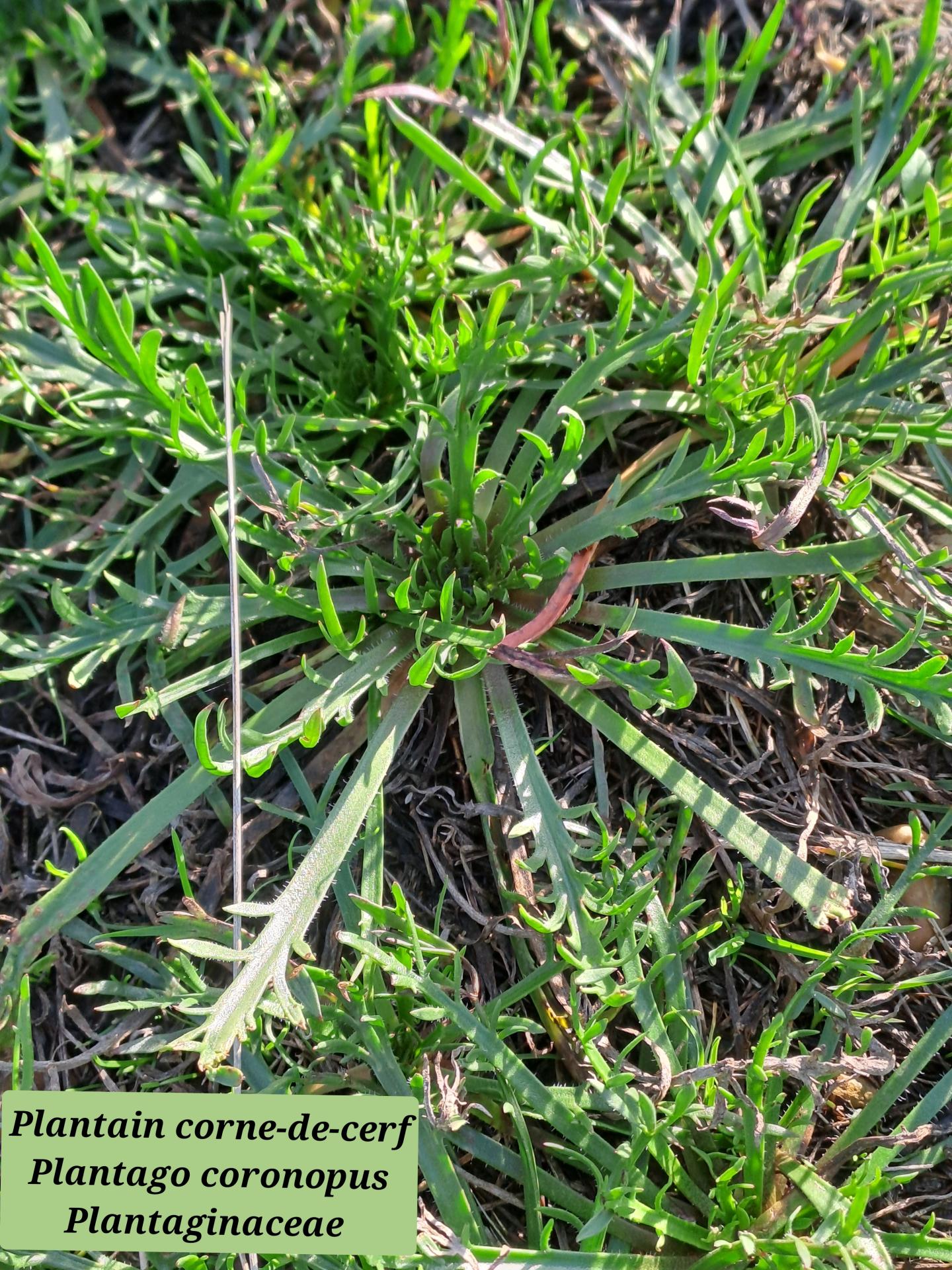 Plantain corne de cerf 01 28 01 26