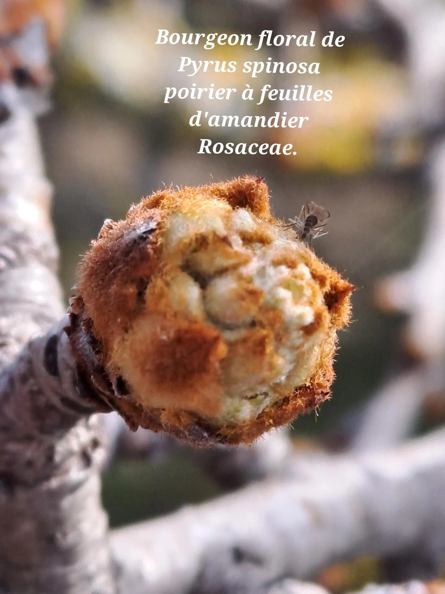 Poirier a feuilles d amandier 01 18 02 26