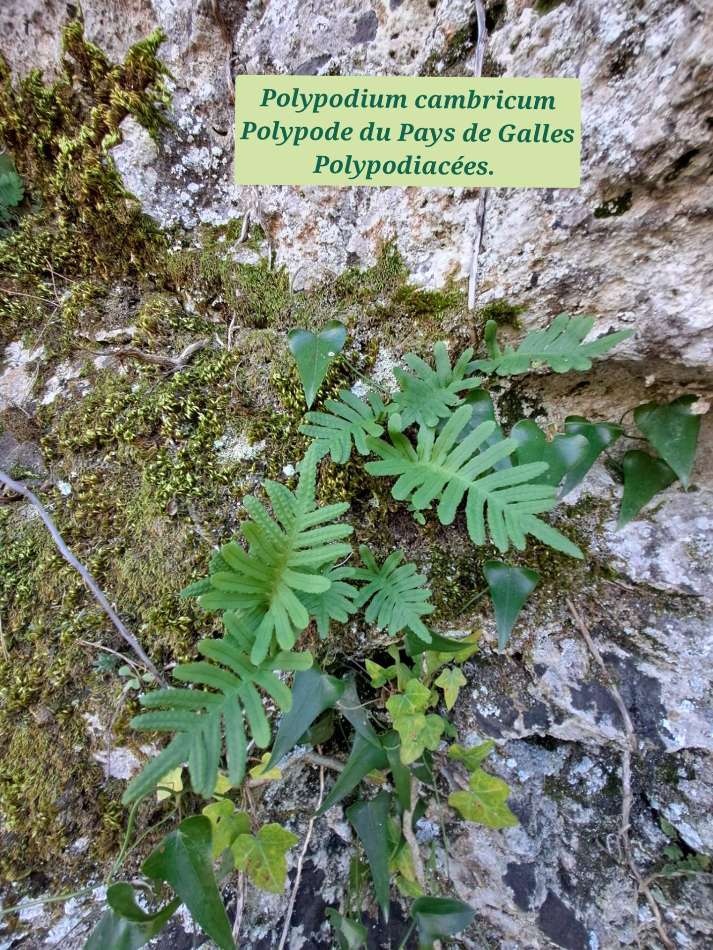 Polypode du pays de galles 01 07 01 26
