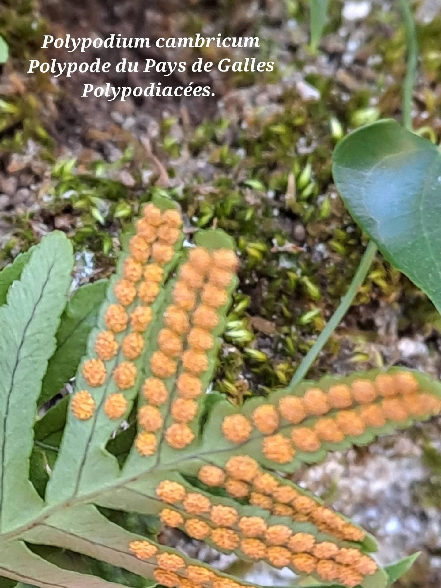 Polypode du pays de galles 02 07 01 26