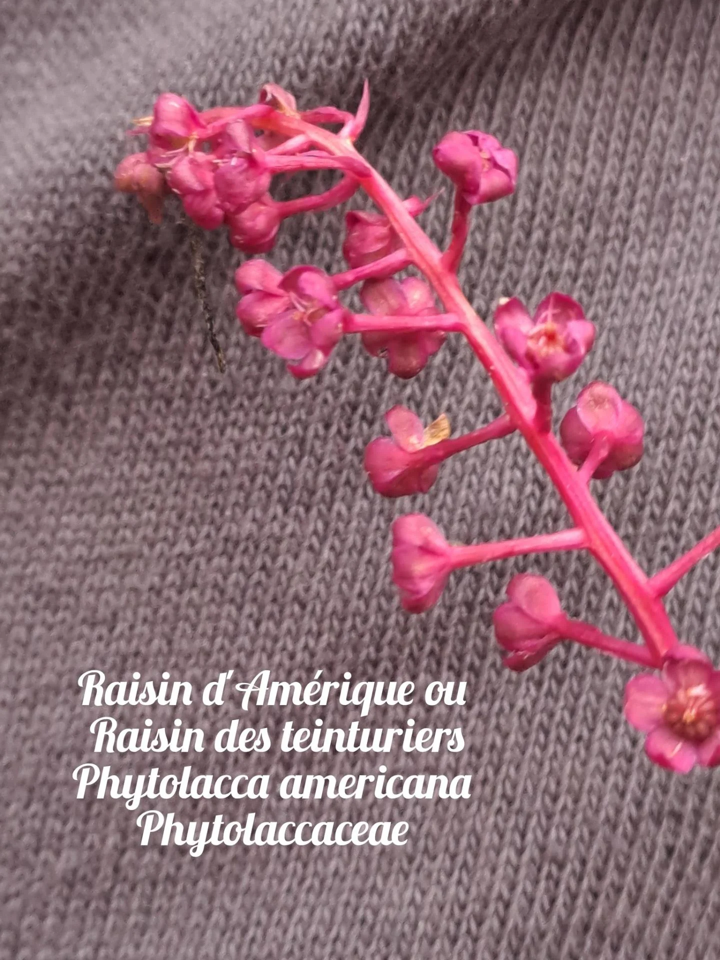 Raisin d amerique 01 17 12 25