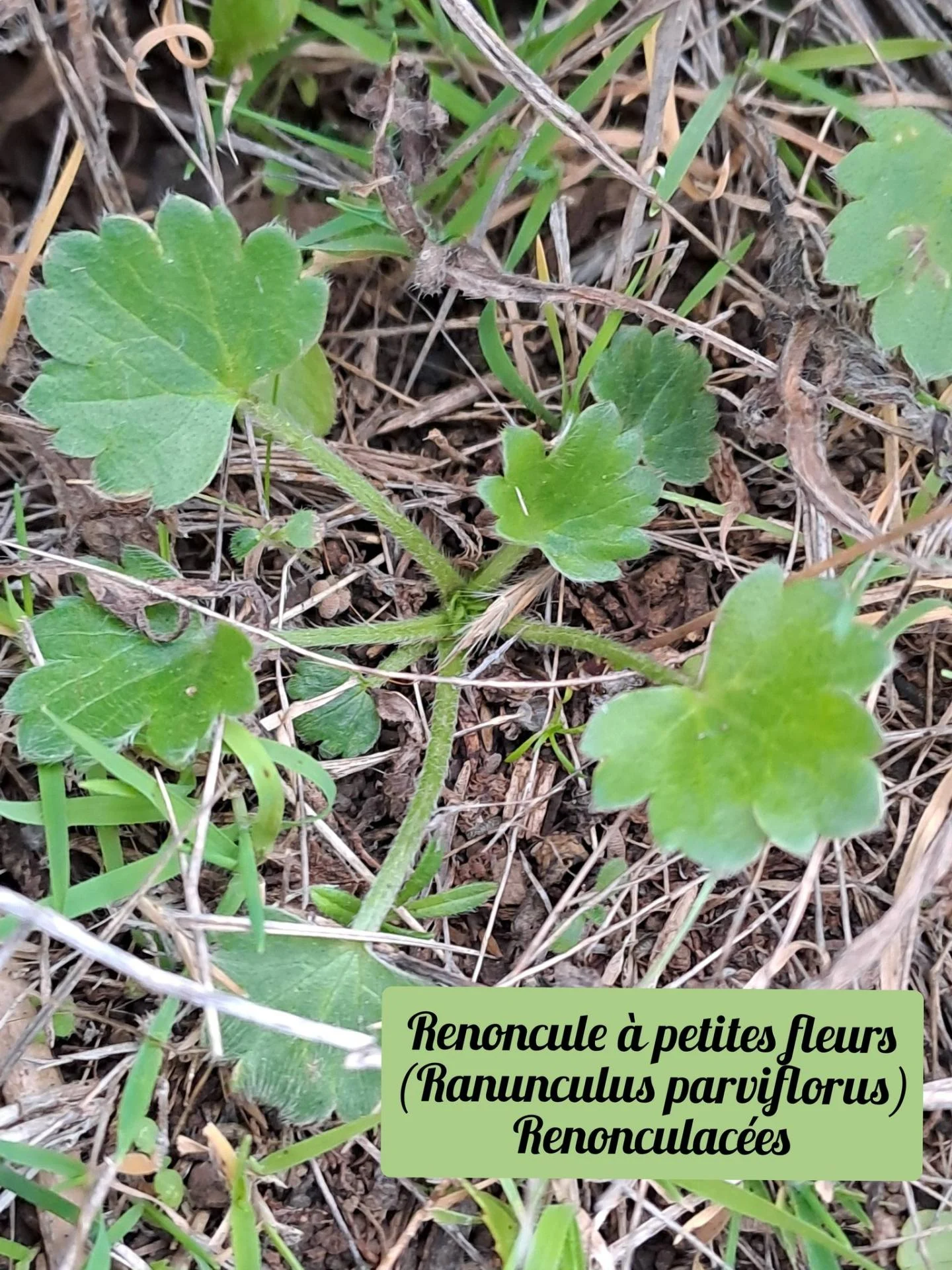 Renoncule a petites fleurs 01 10 12 25