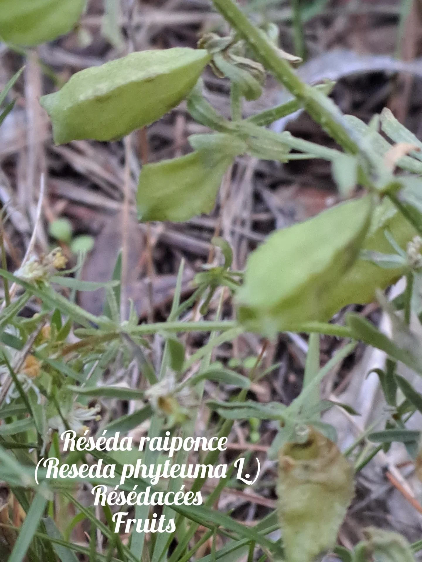 Reseda raiponce 20 11 25 01