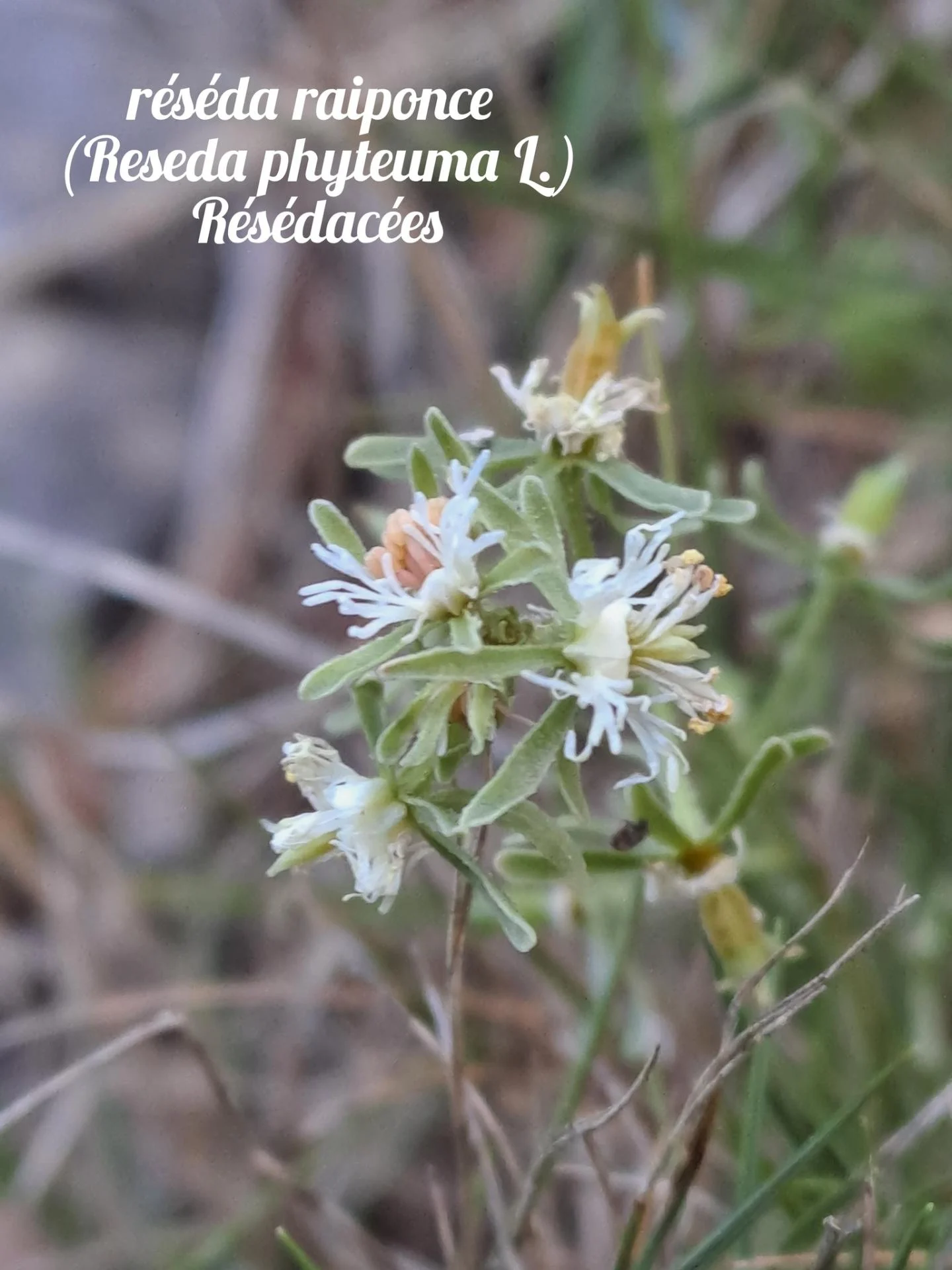 Reseda raiponce 20 11 25 02