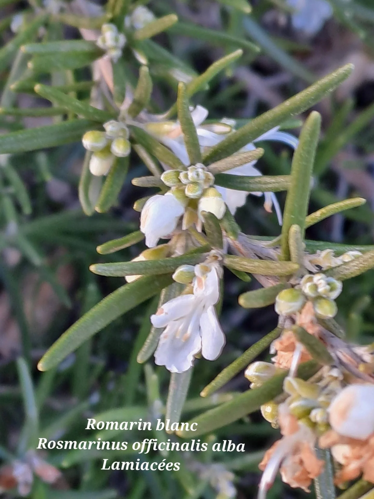 Romarin blanc 01 07 01 26