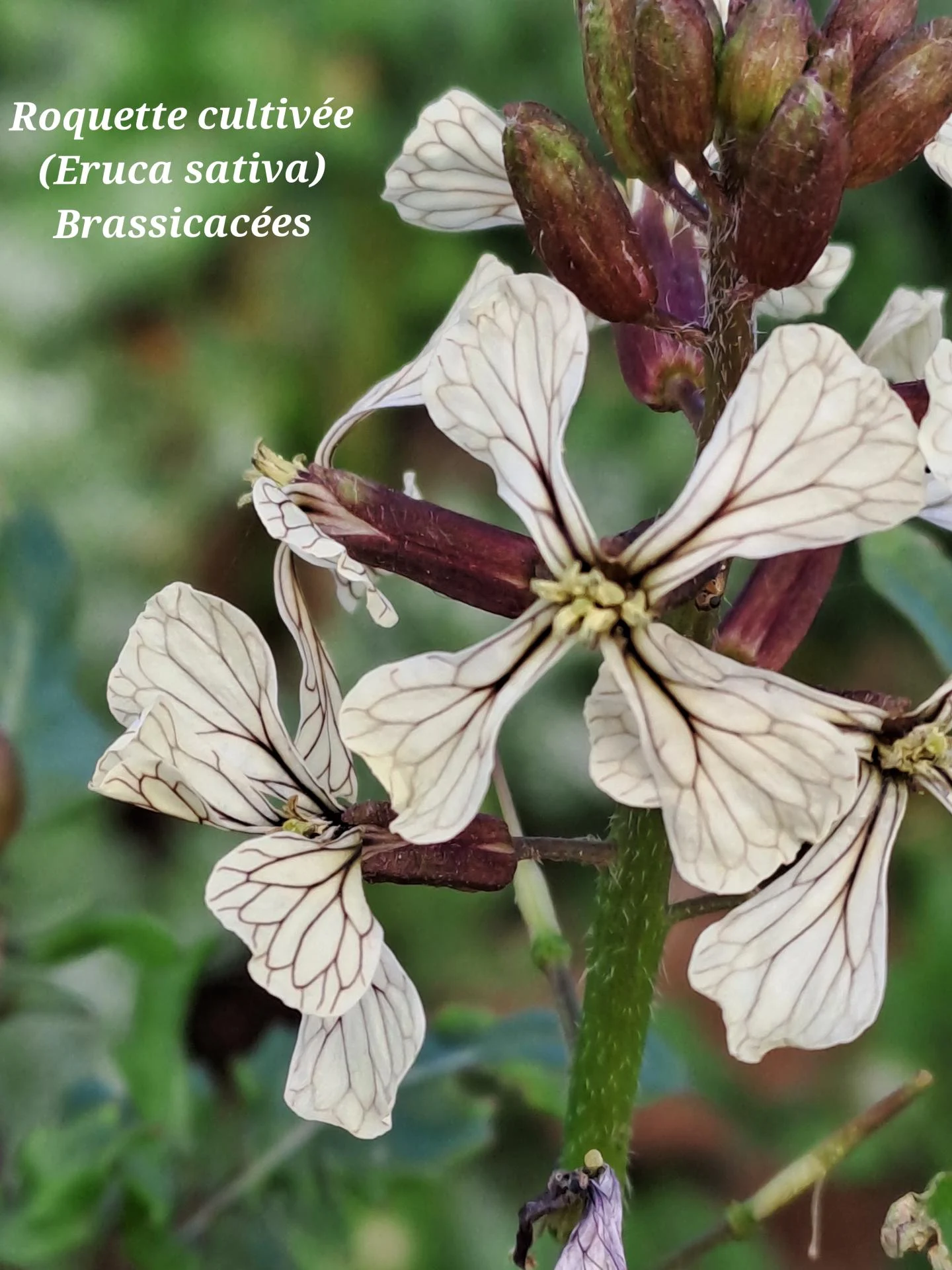 Roquette cultivee 01 28 01 26