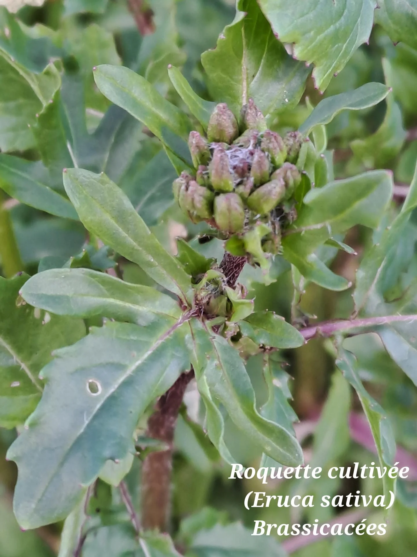 Roquette cultivee 02 28 01 26