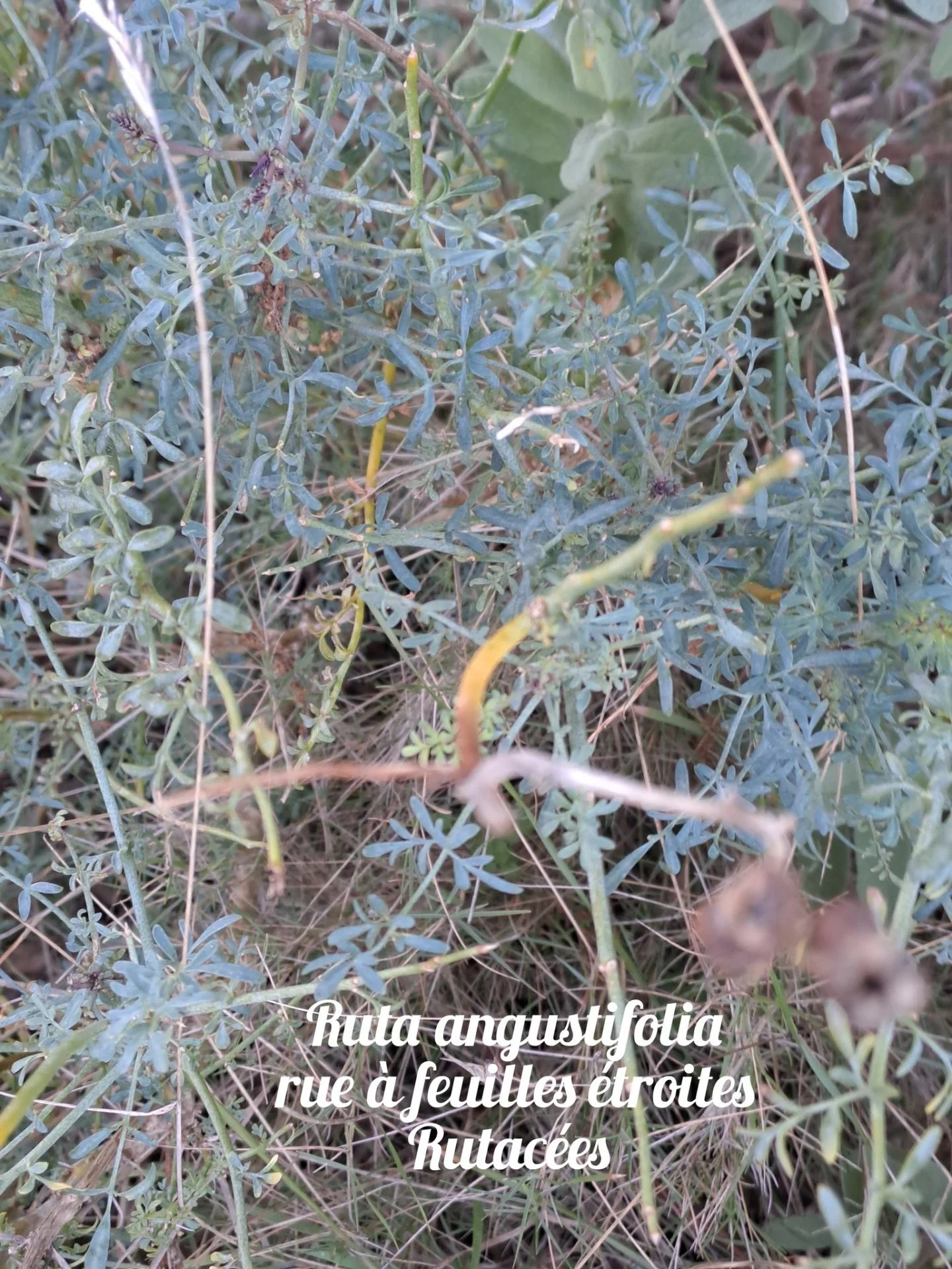 Rue a feuilles etroites 20 11 25 01