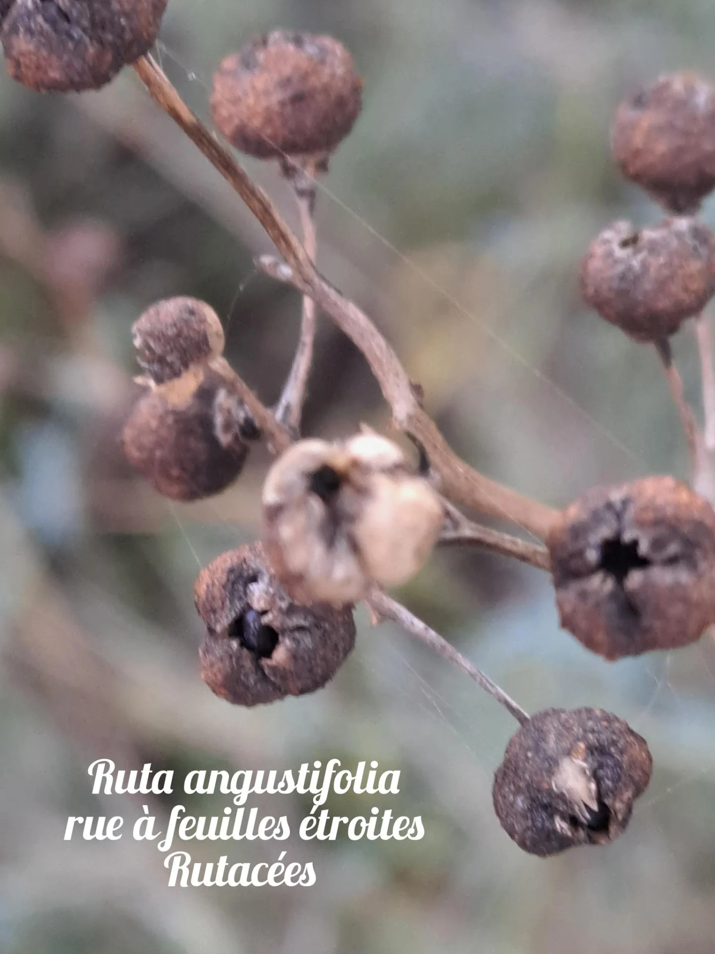 Rue a feuilles etroites 20 11 25 02