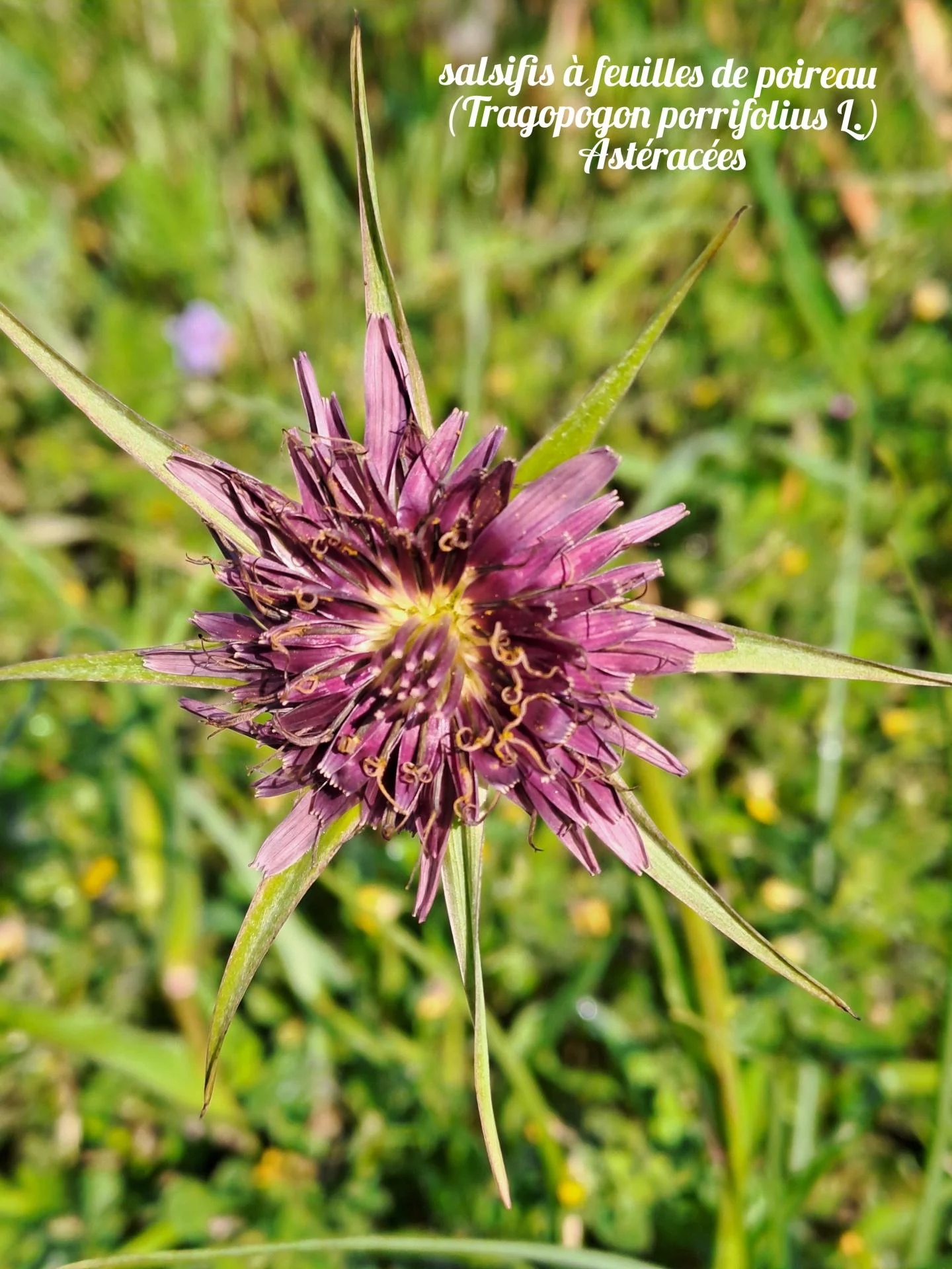 Salsifis a feuilles de poireau 01 23 03 26