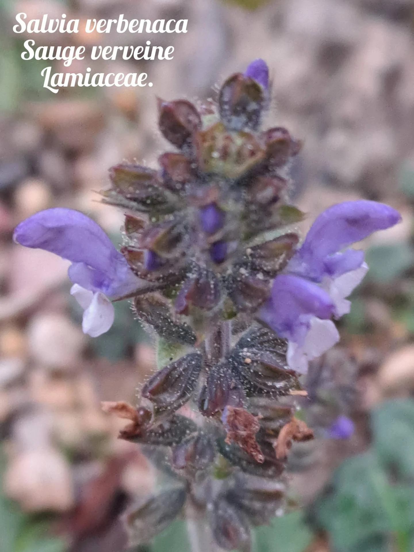 Sauge a feuilles de verveine 04 12 25 01