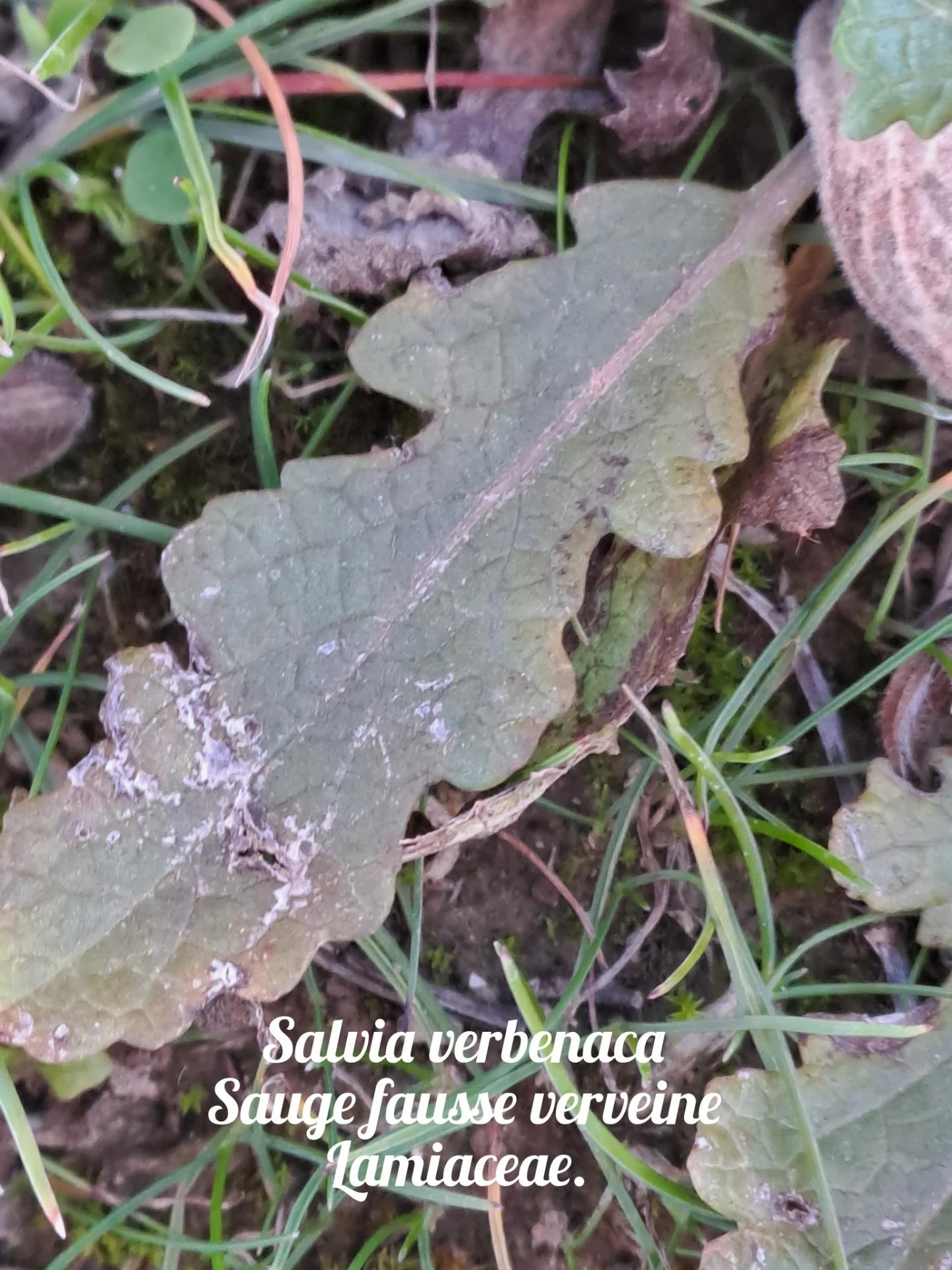 Sauge fausse verveine 20 11 25 01