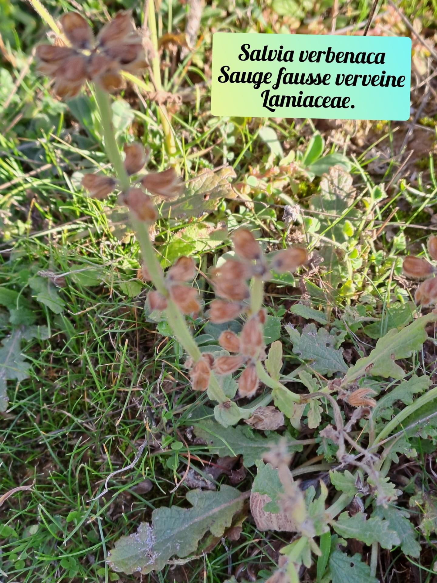 Sauge fausse verveine 20 11 25 02