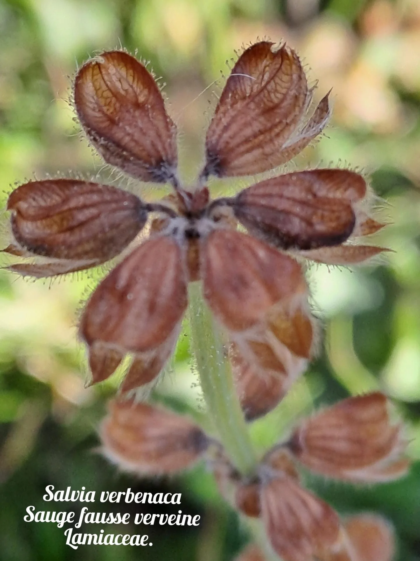 Sauge fausse verveine 20 11 25 03