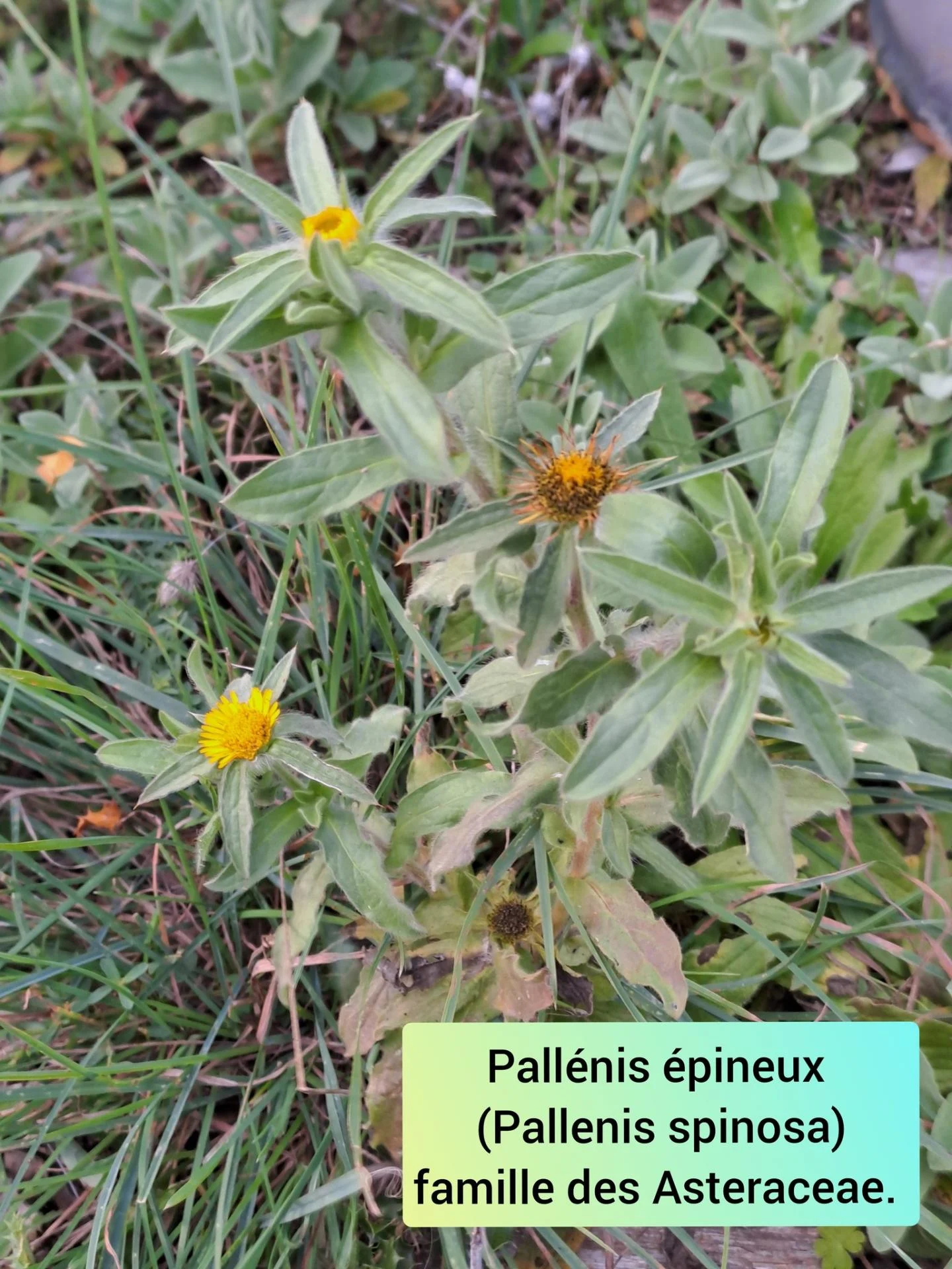 Pallenis épineux  05 11 25 02