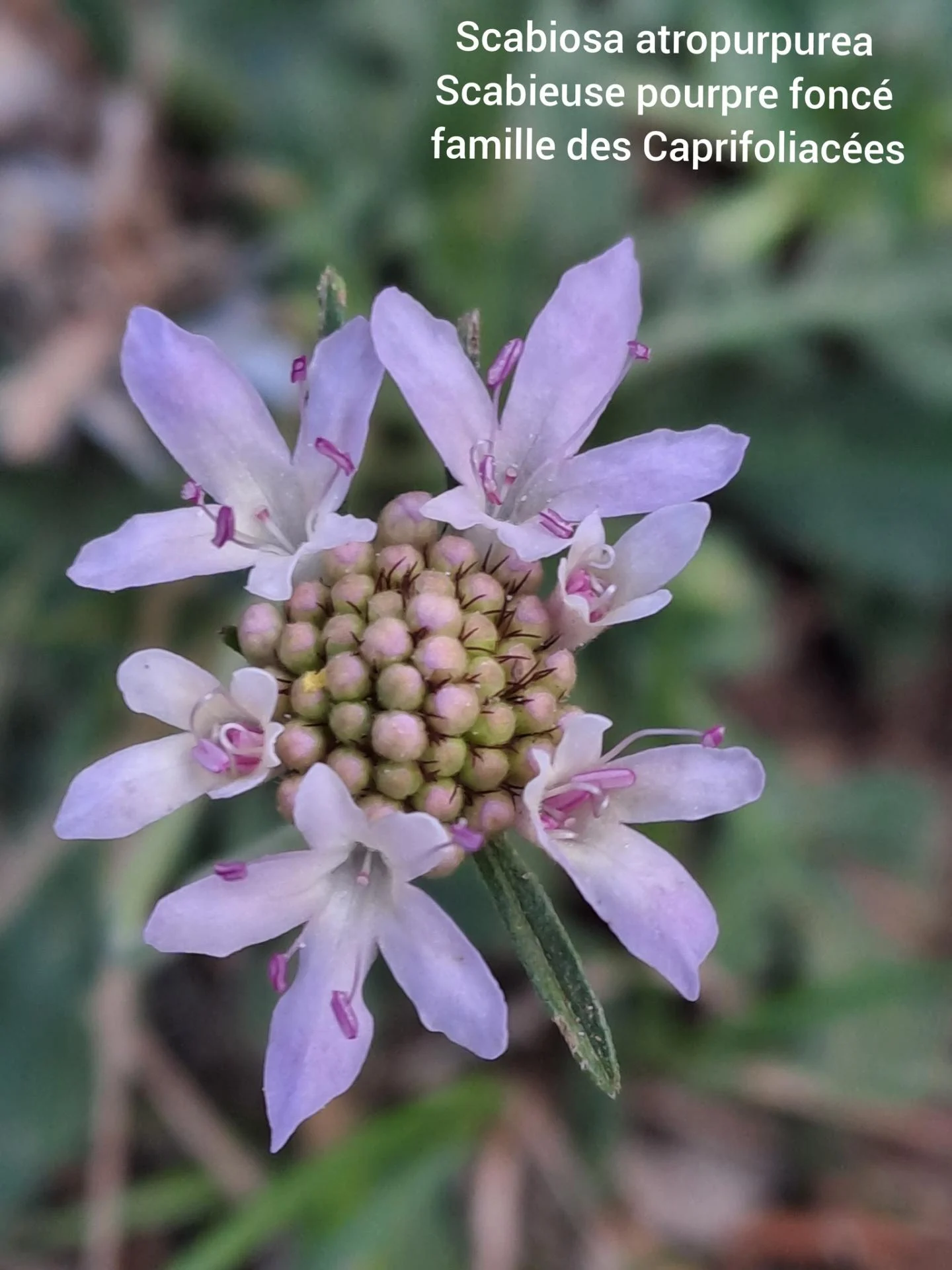 Scabieuse poupre 05 11 25 02