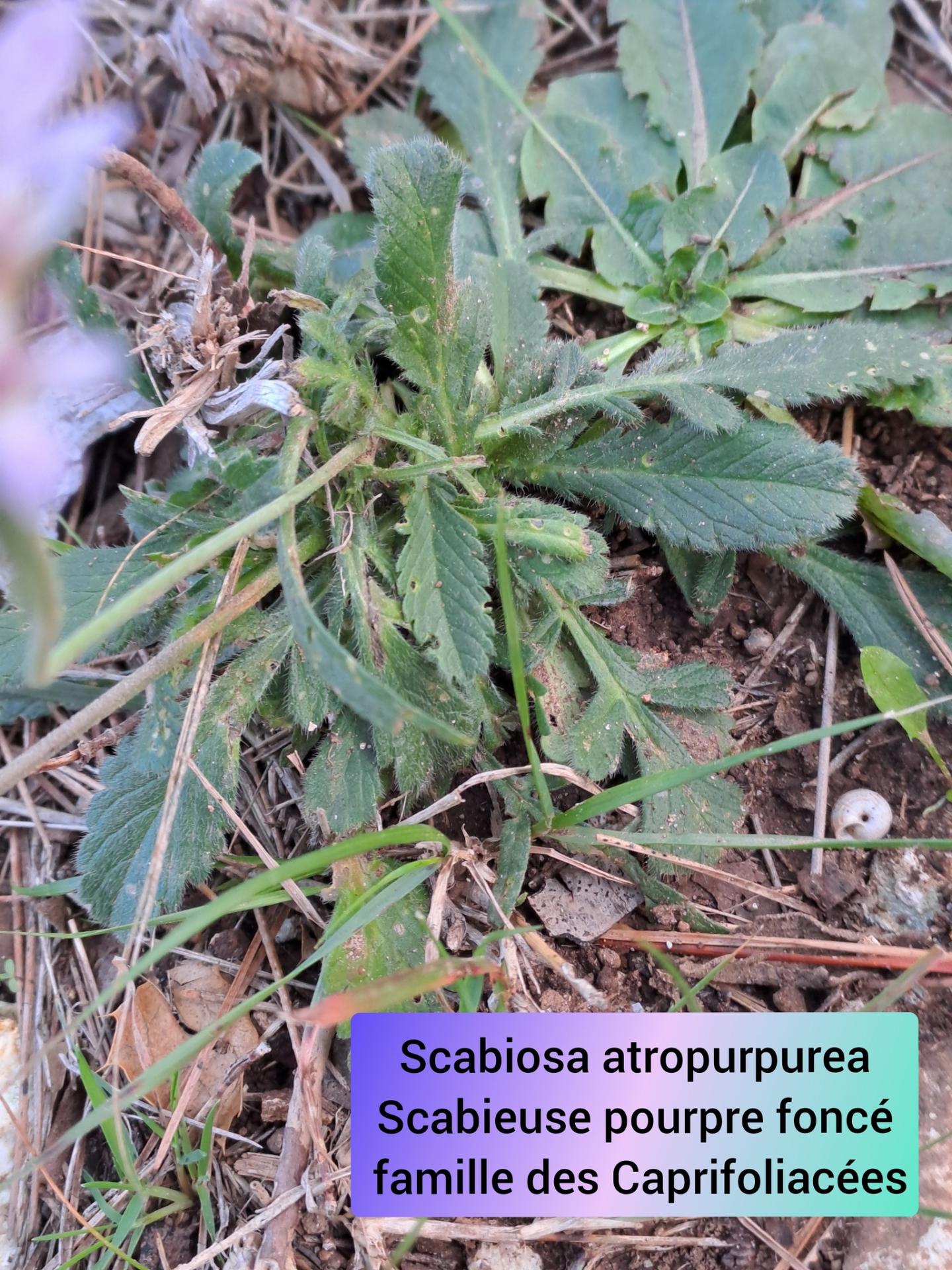 Scabieuse poupre 05 11 25 03